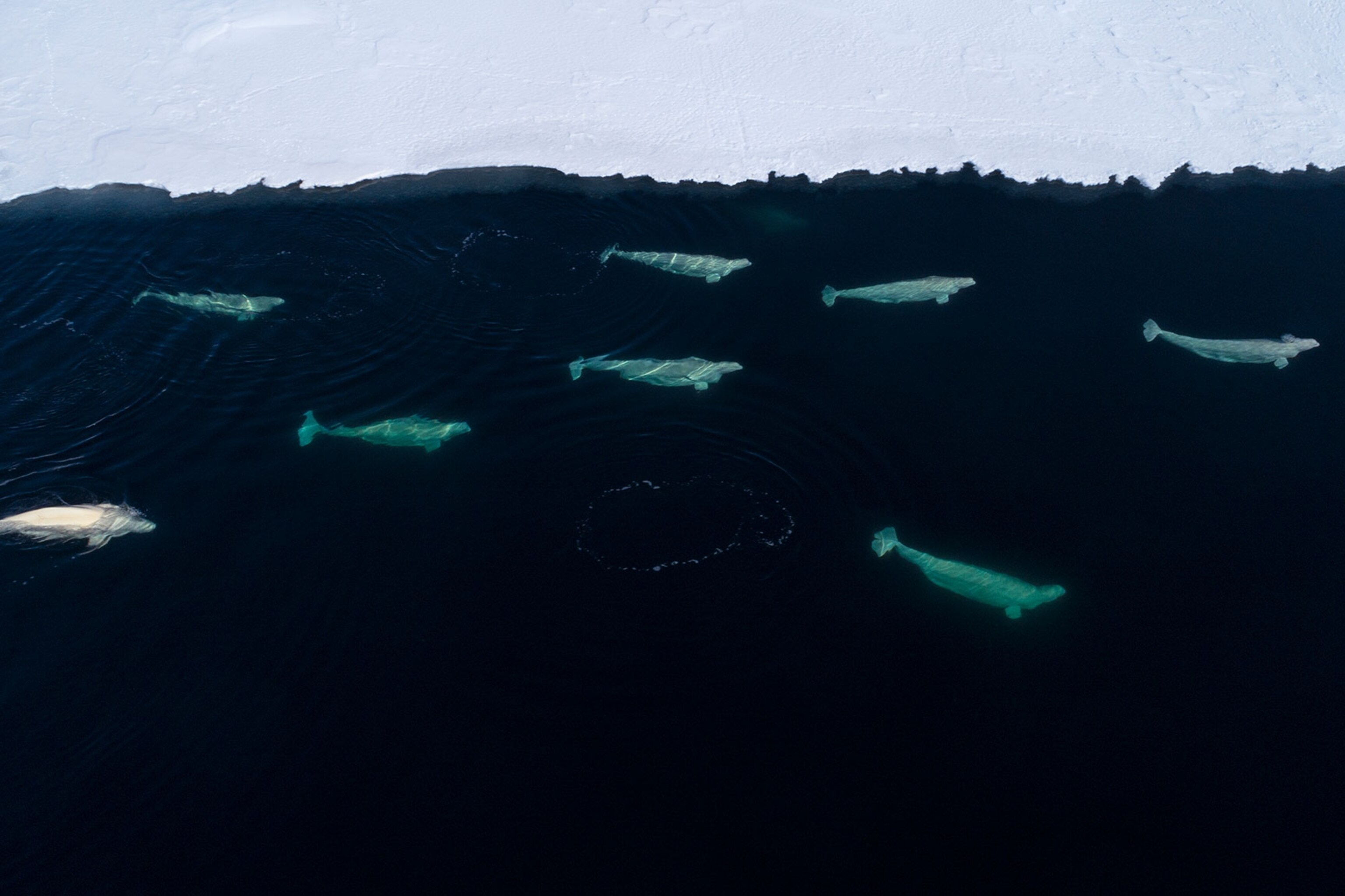 Melting Sea Ice Brings Boom And Then Bust For Arctic S Iconic Whales Melting Sea Ice Brings Boom And Then Bust For Arctic S Iconic Whales