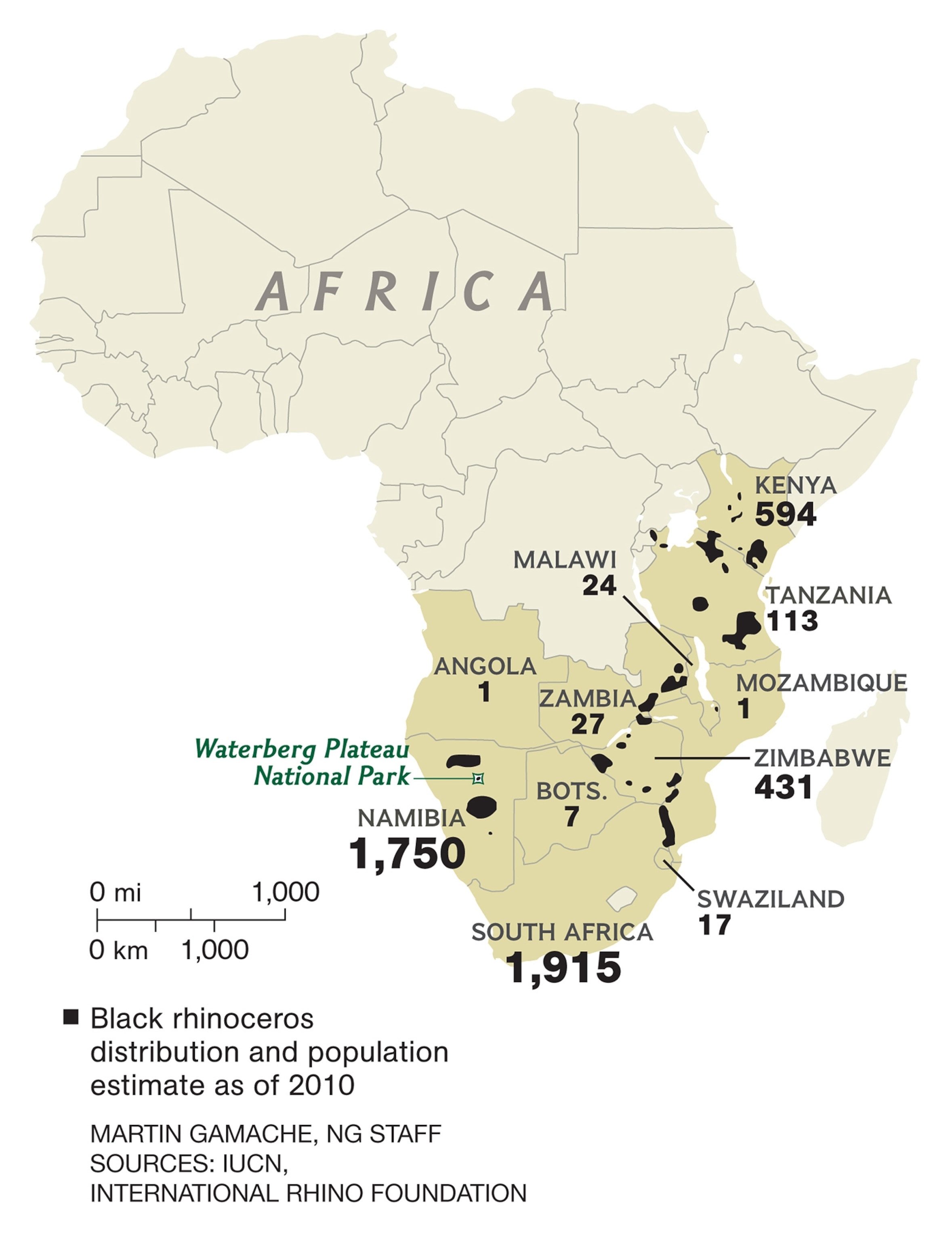 a black rhino in Namibia.