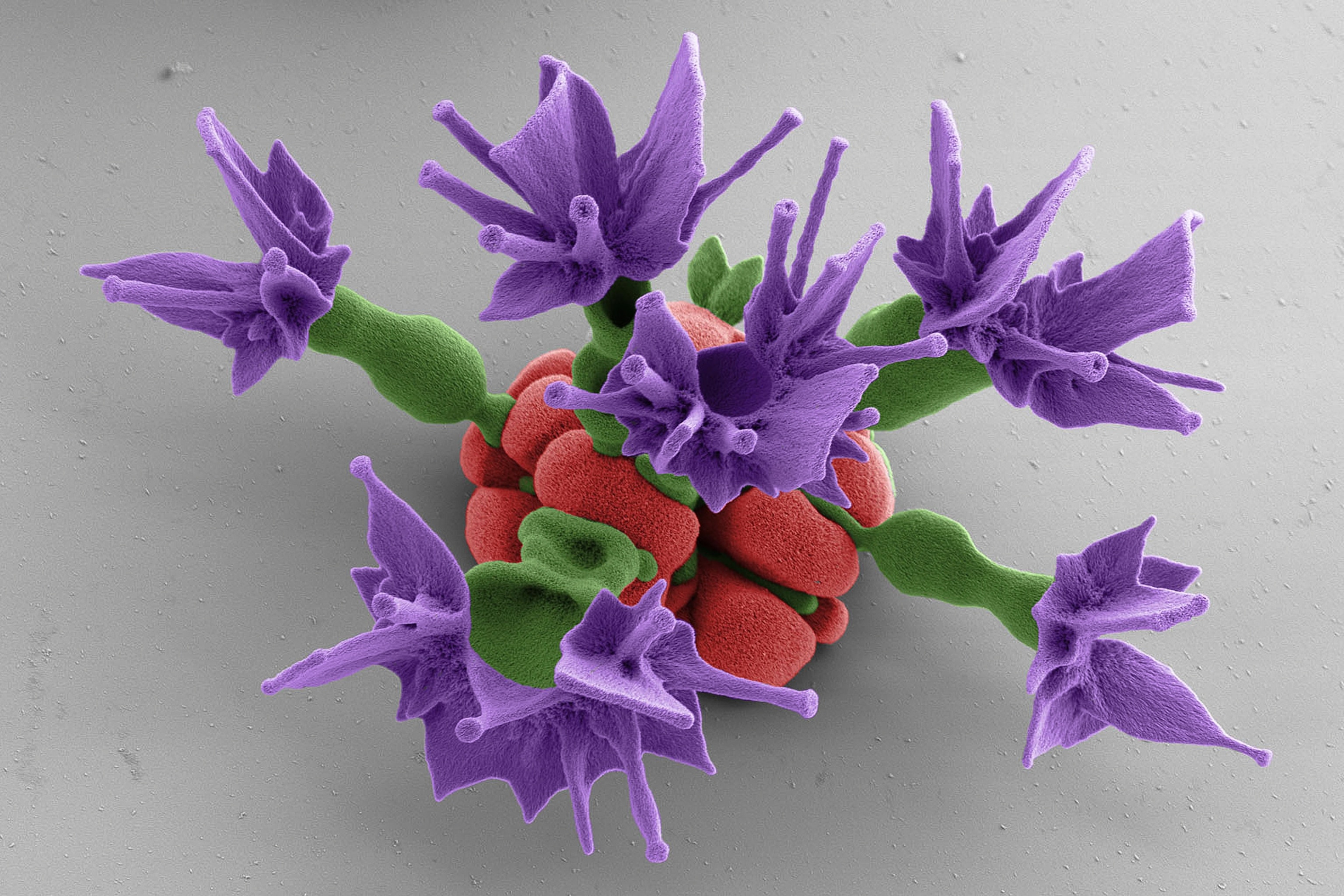 shapes, including vases, flowers, and leaves, grown one on top of the other