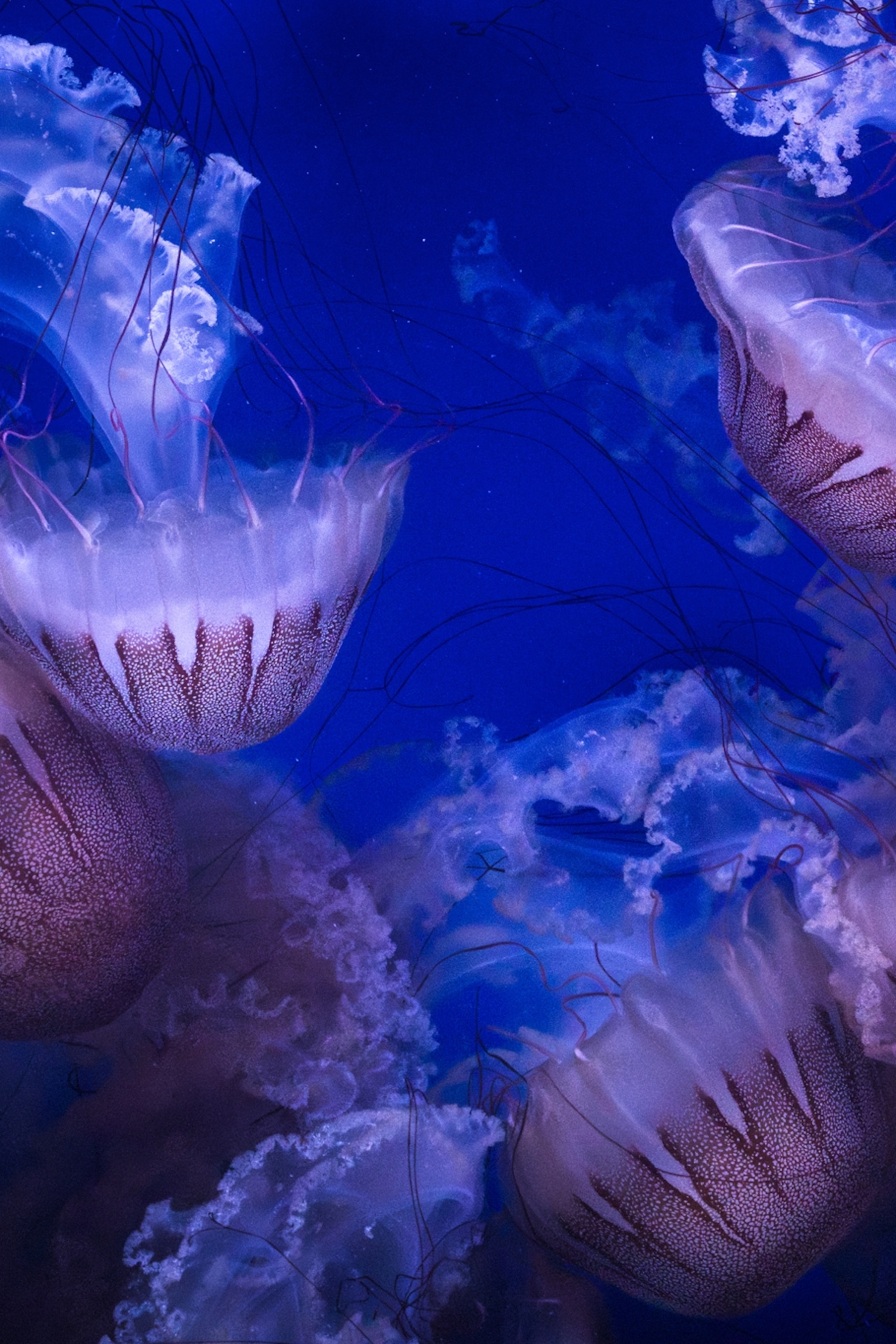 National Geographic