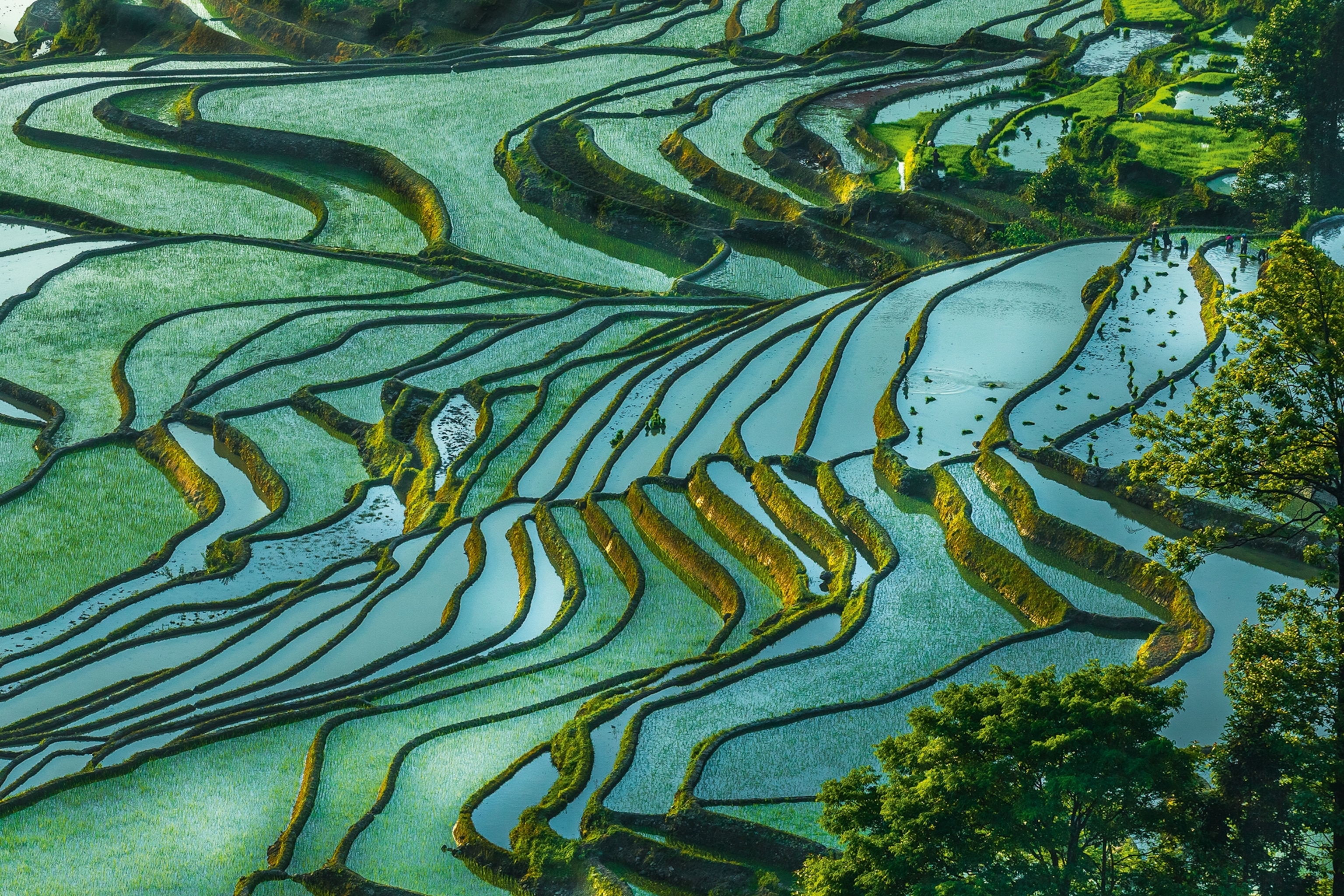 Terraced rice fields filled with water and shot from above.