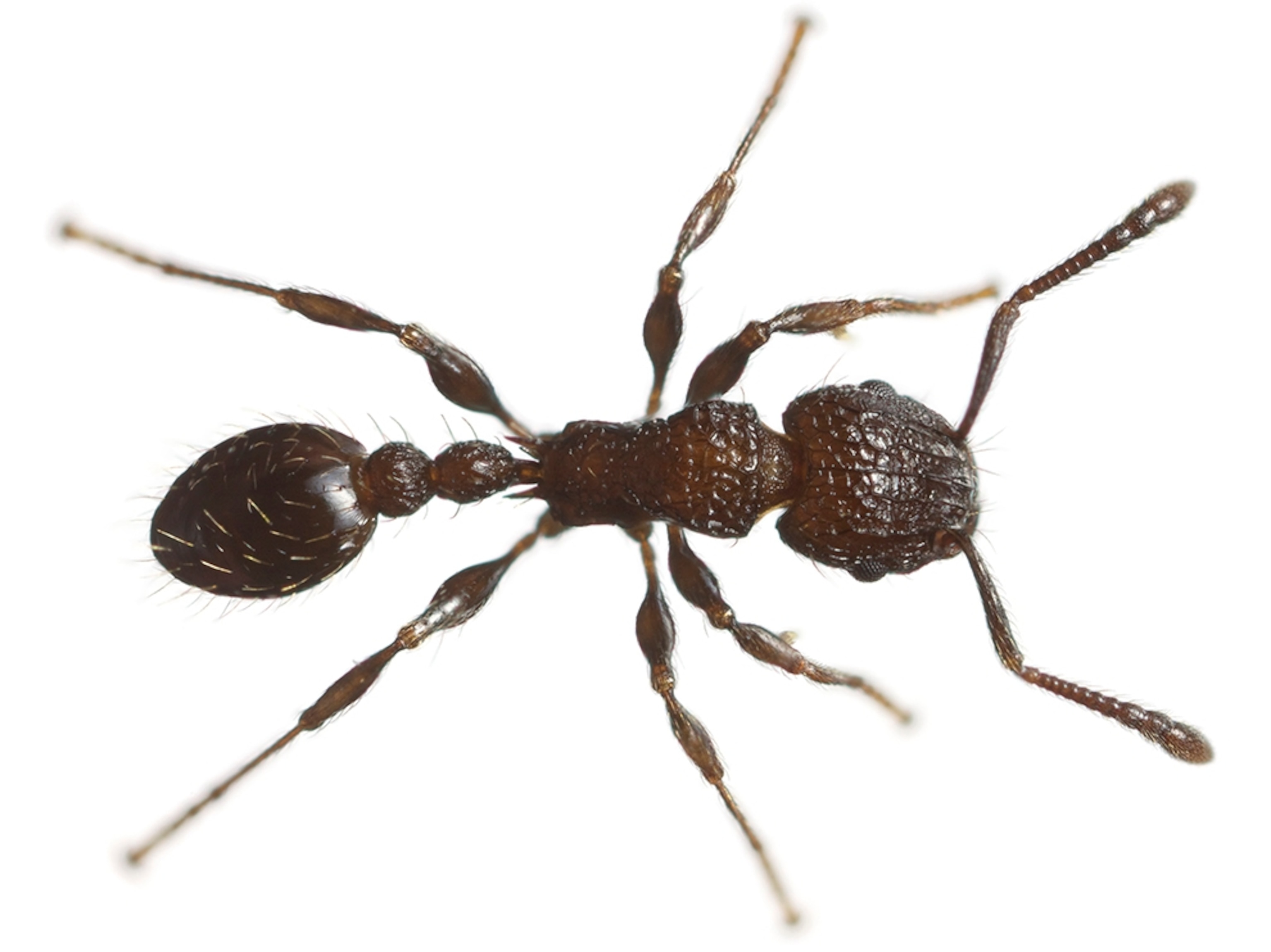 Common Name: Pacific tetramorium ant, Scientific Name: Tetramorium pacificum,