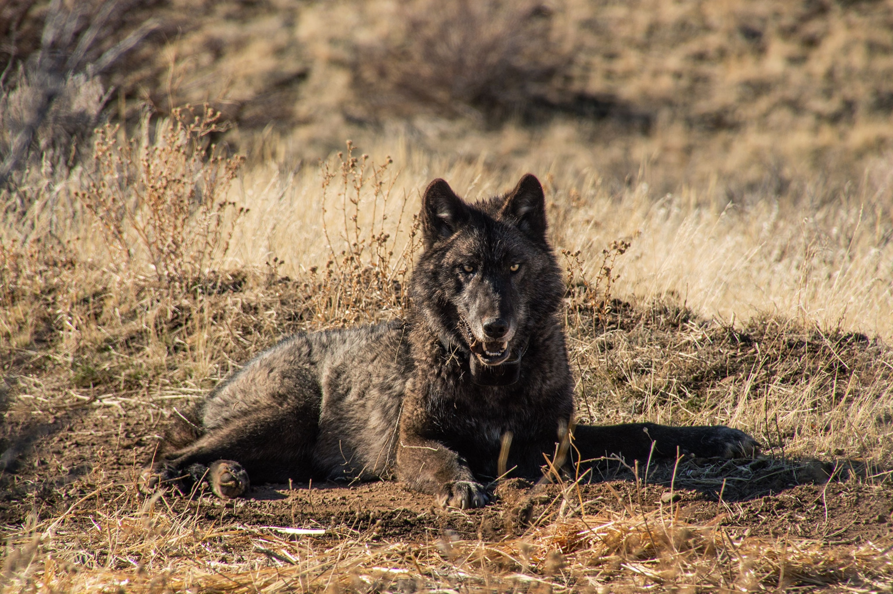 A wolf lays on the ground with brush around it's dark fur.
