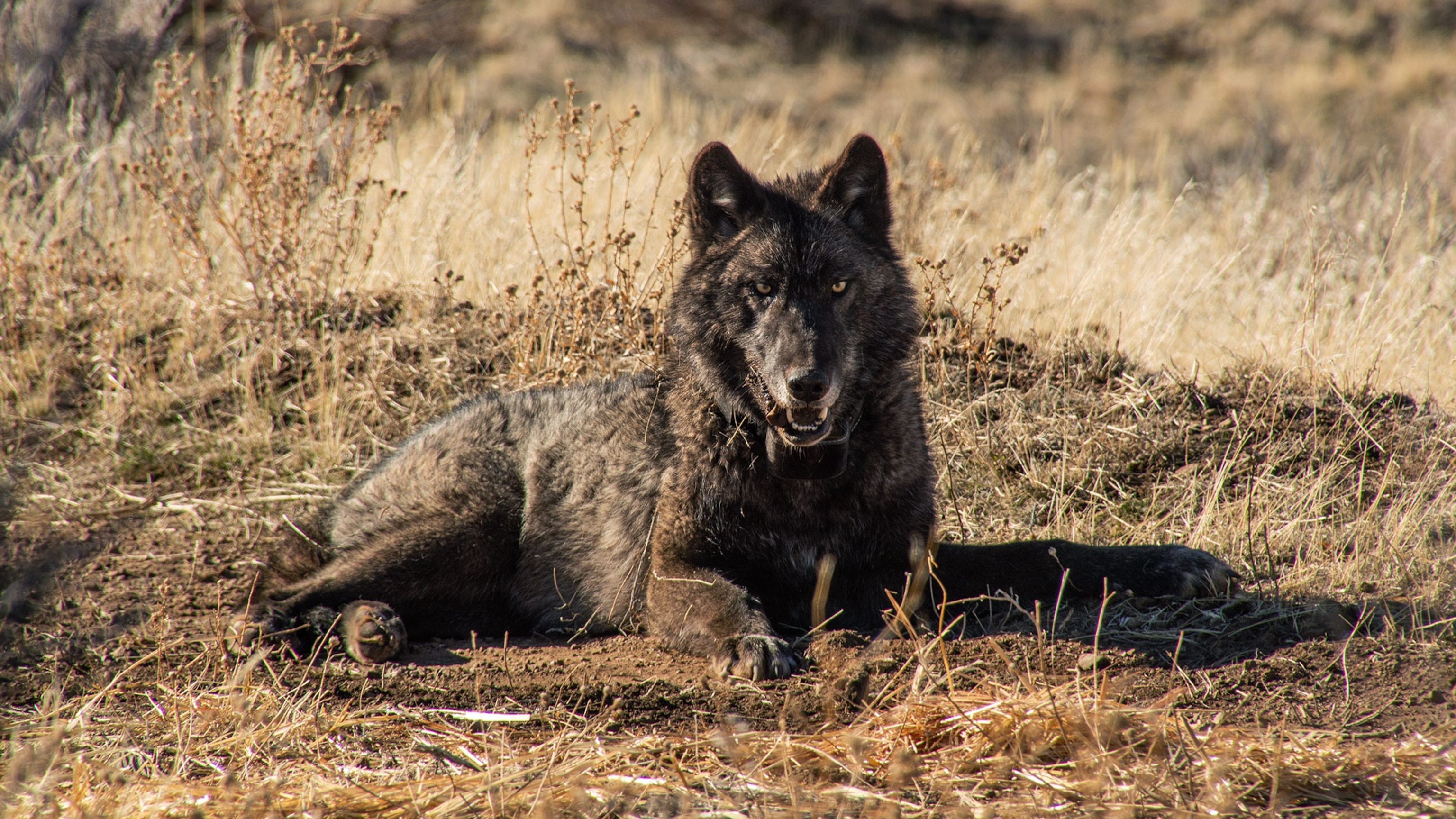 The comeback of California’s gray wolves just took a tragic turn