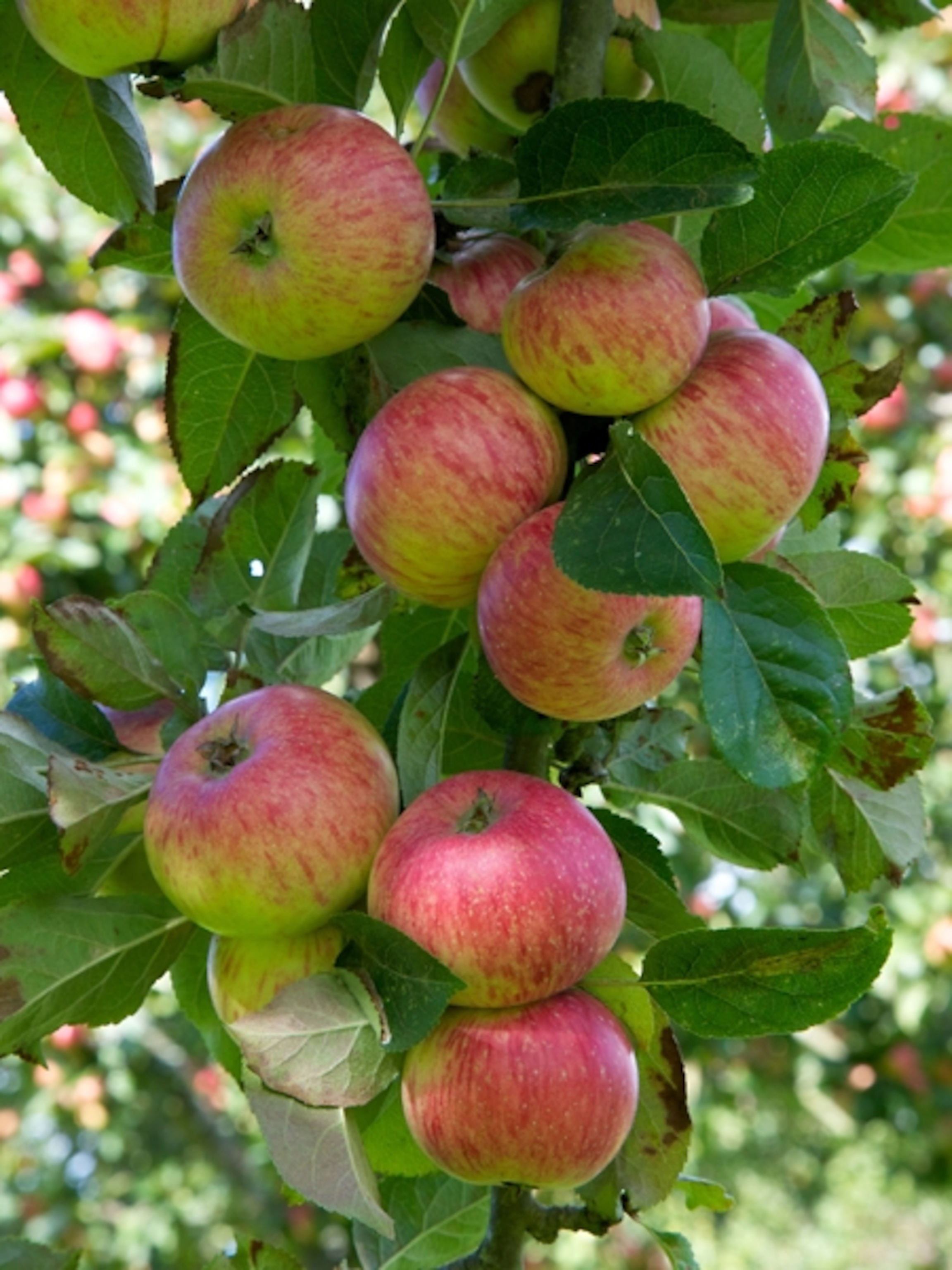 Apples on branches