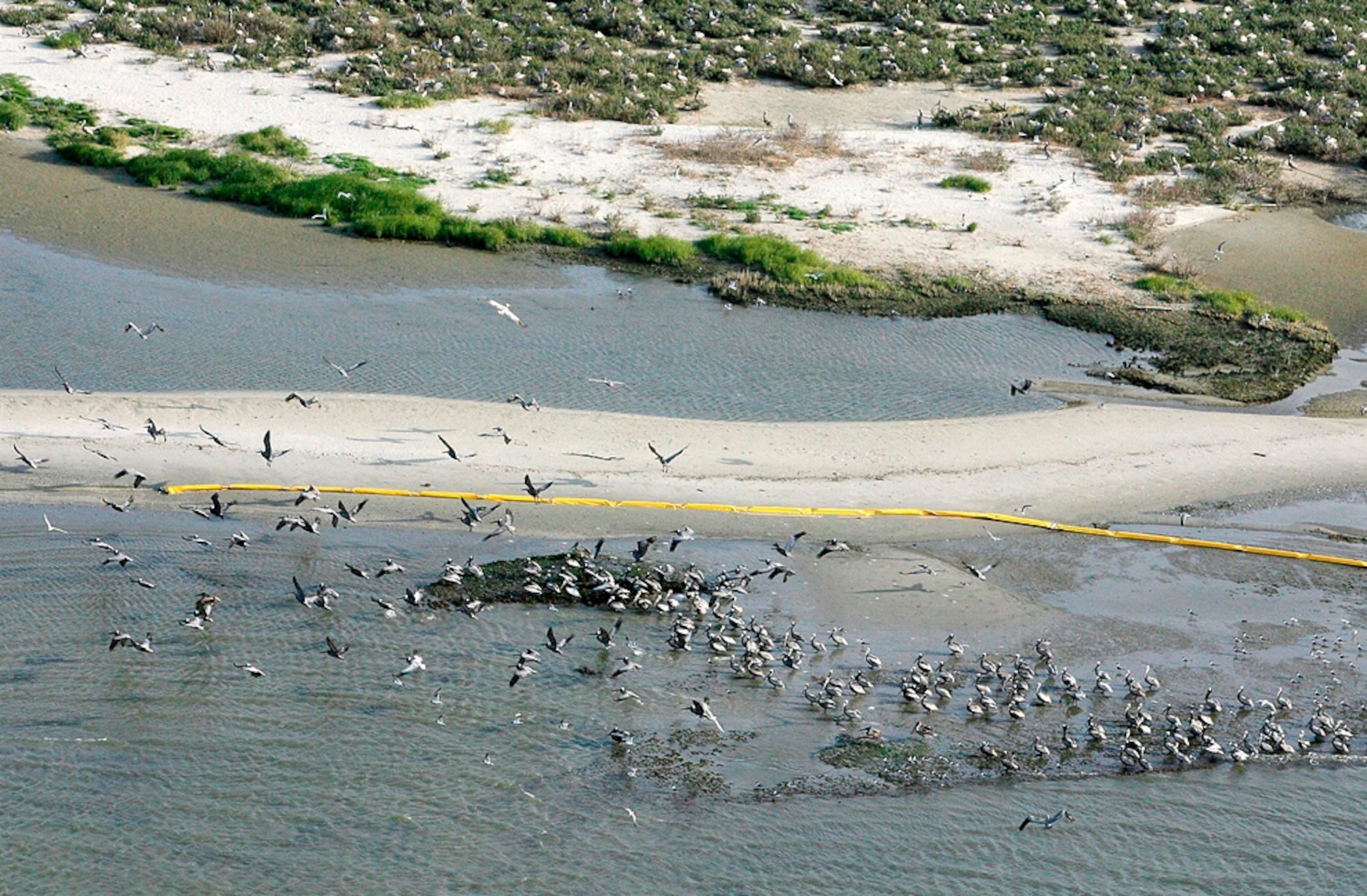 Birds on the water are surrounded by containment booms after the 2010 Gulf of Mexico oil spill.