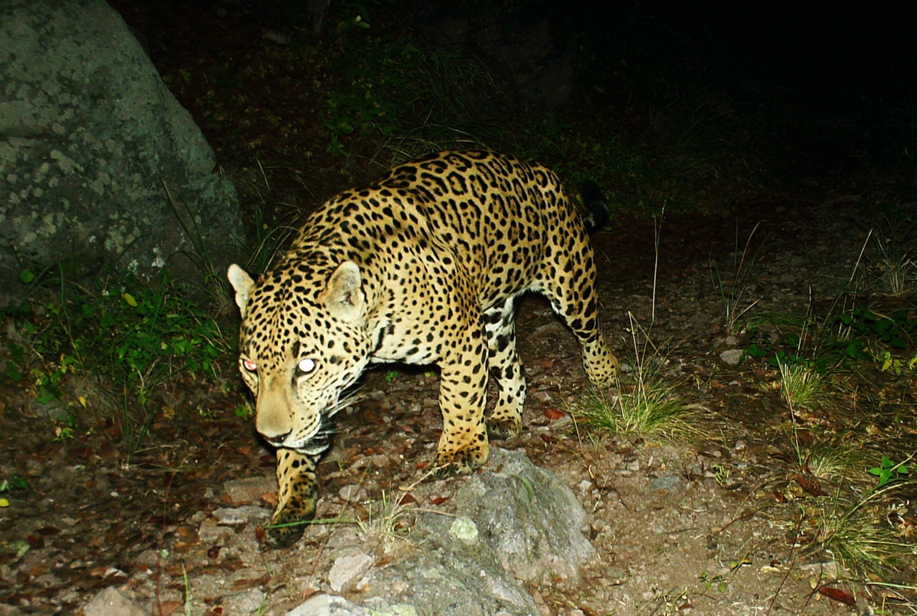 A jaguar prowls stealthily at night through a rocky jungle terrain, its eyes glowing and coat patterned with striking black rosettes