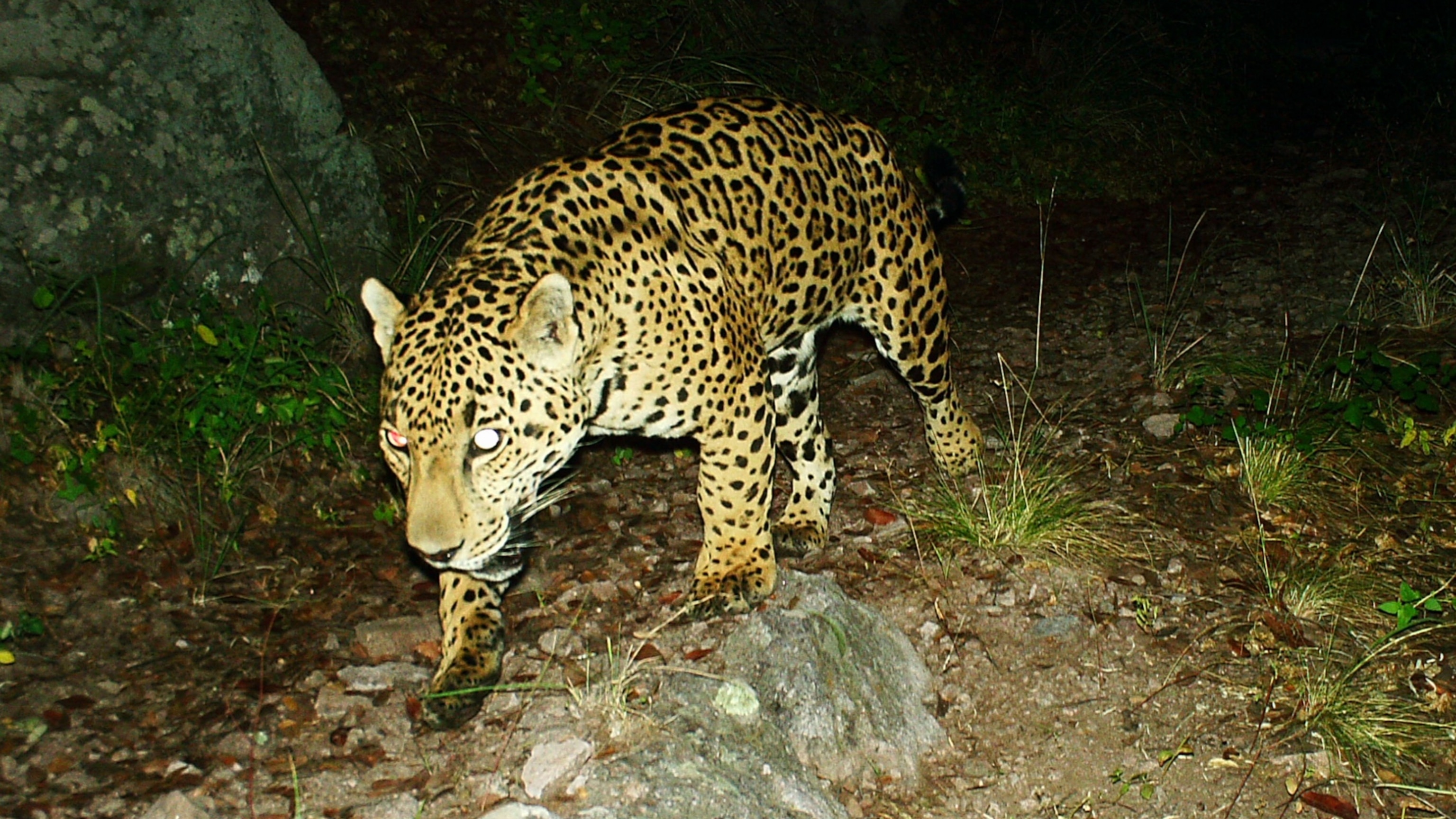 Rare jaguar caught on camera drinking from Arizona watering hole