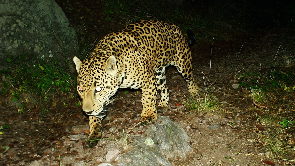 Rare jaguar caught on camera drinking from Arizona watering hole