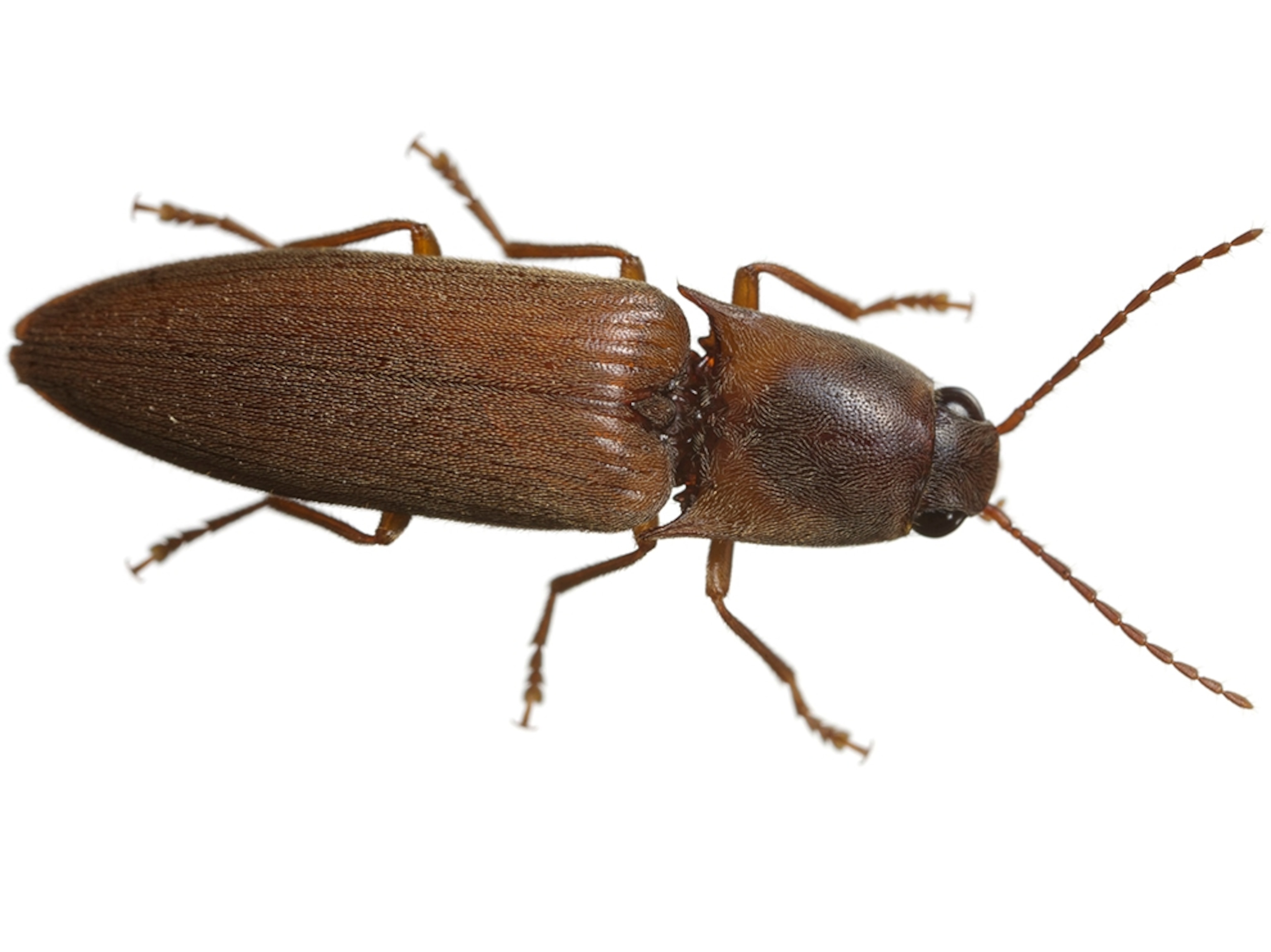 Common Name: Pallipes click beetle, Scientific Name: Conoderus pallipes, Magnification: 1.9x,