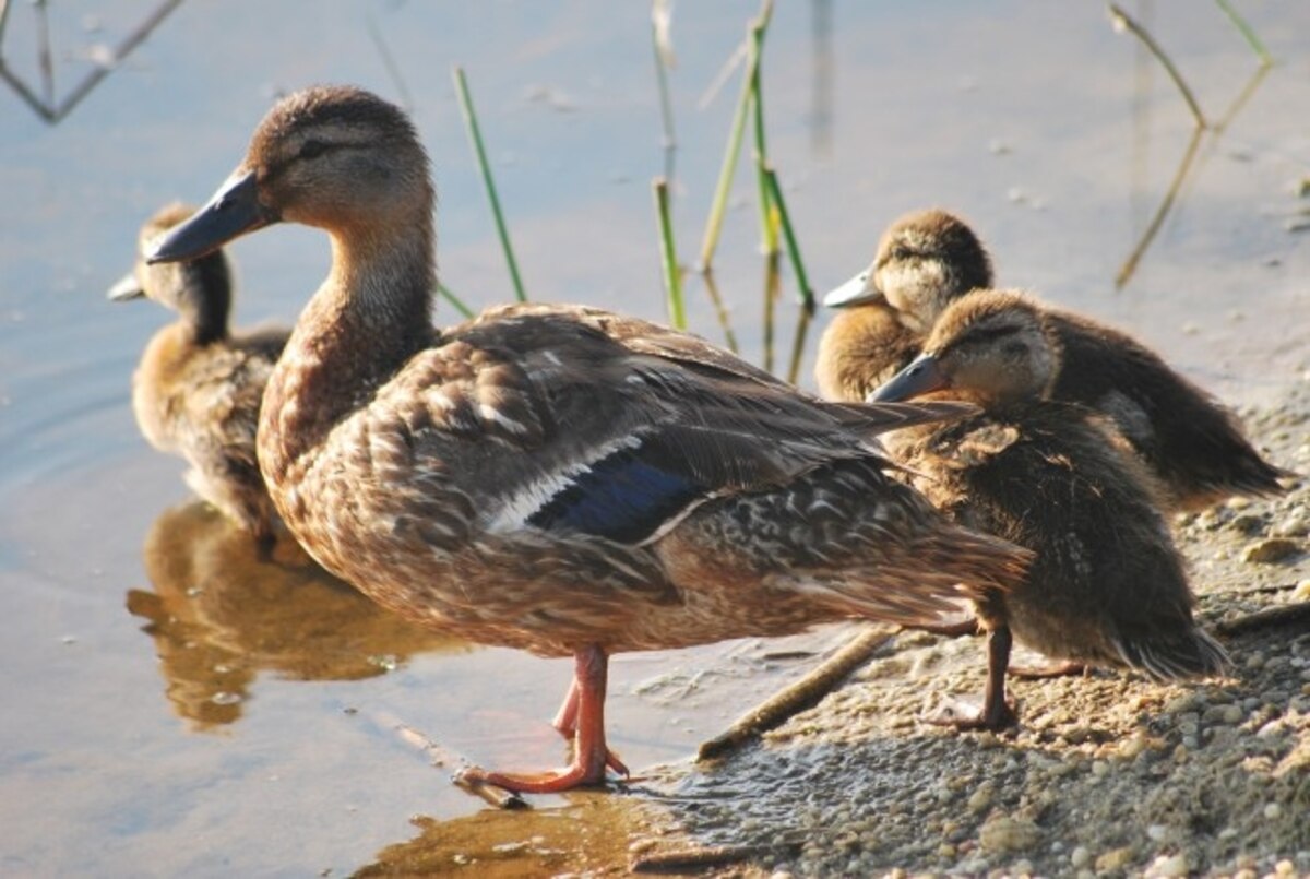 Snails Hitch a Ride in Duck Guts
