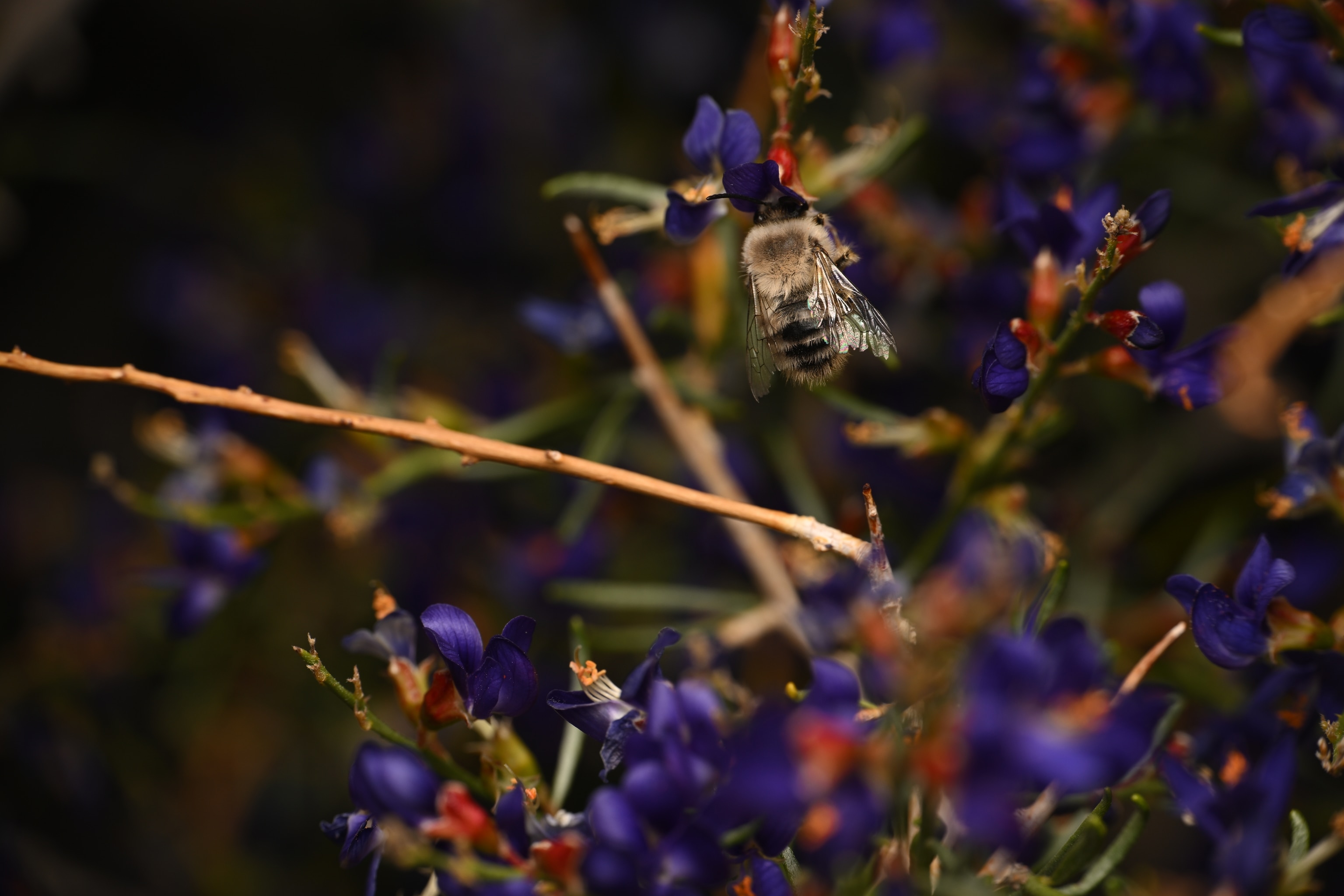 A bee flies near purple buds on a bush.