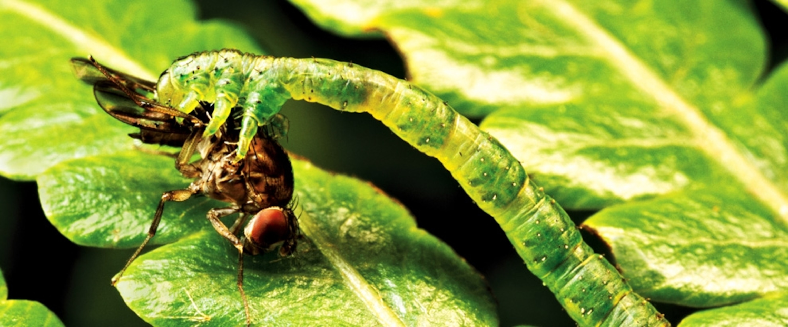 Close-up of a caterpillar and fruit fly