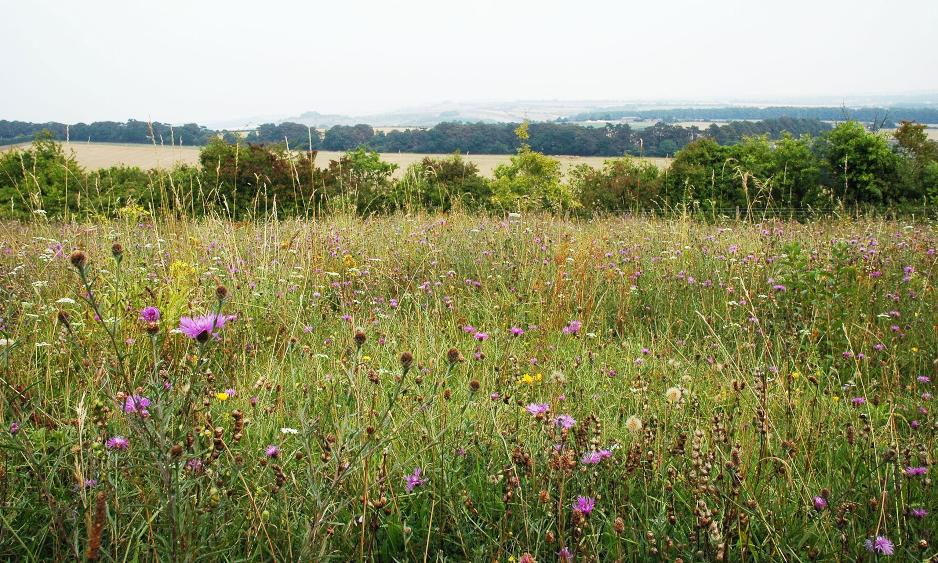 meadow with wildflowers