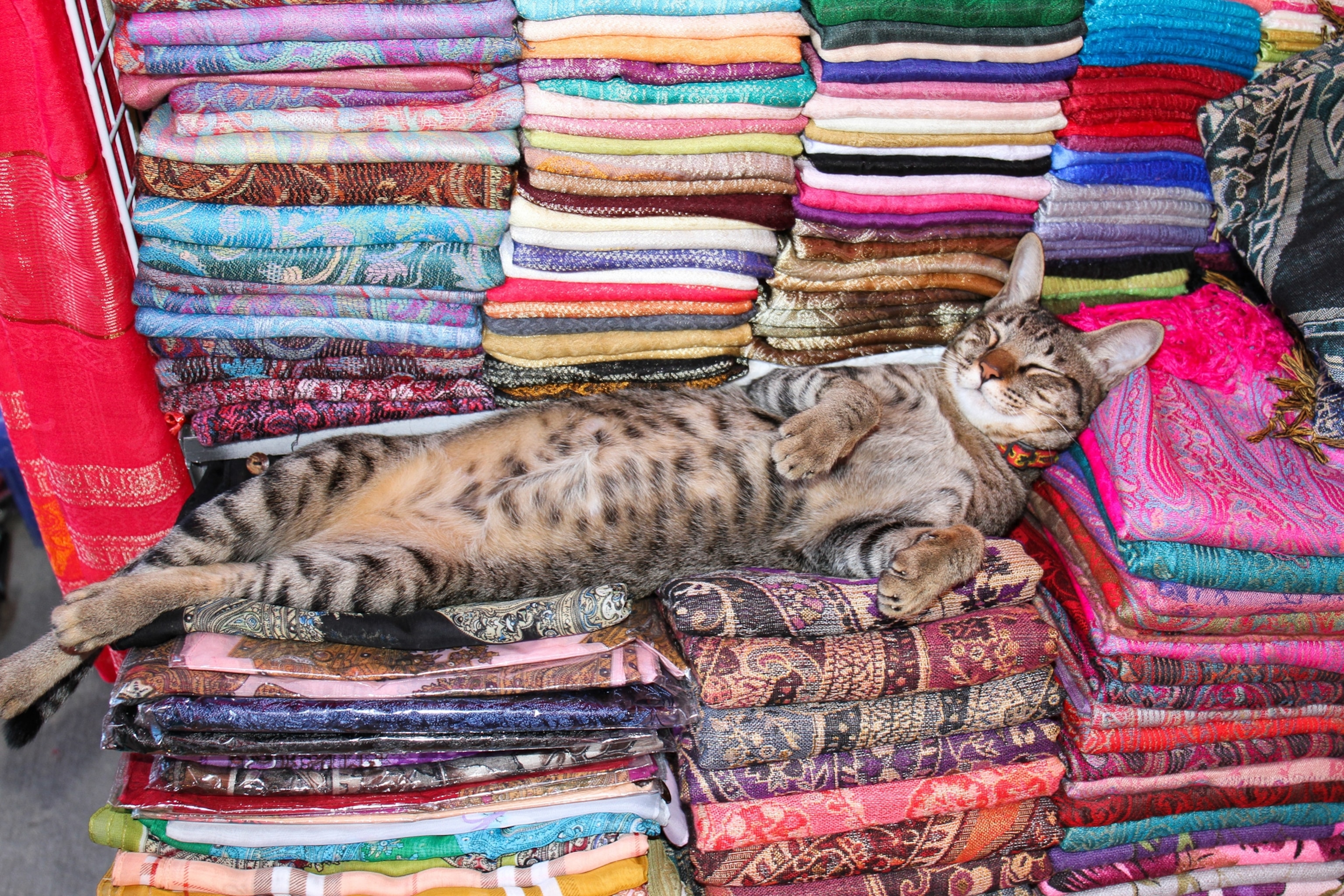 a cat stretched out on textiles
