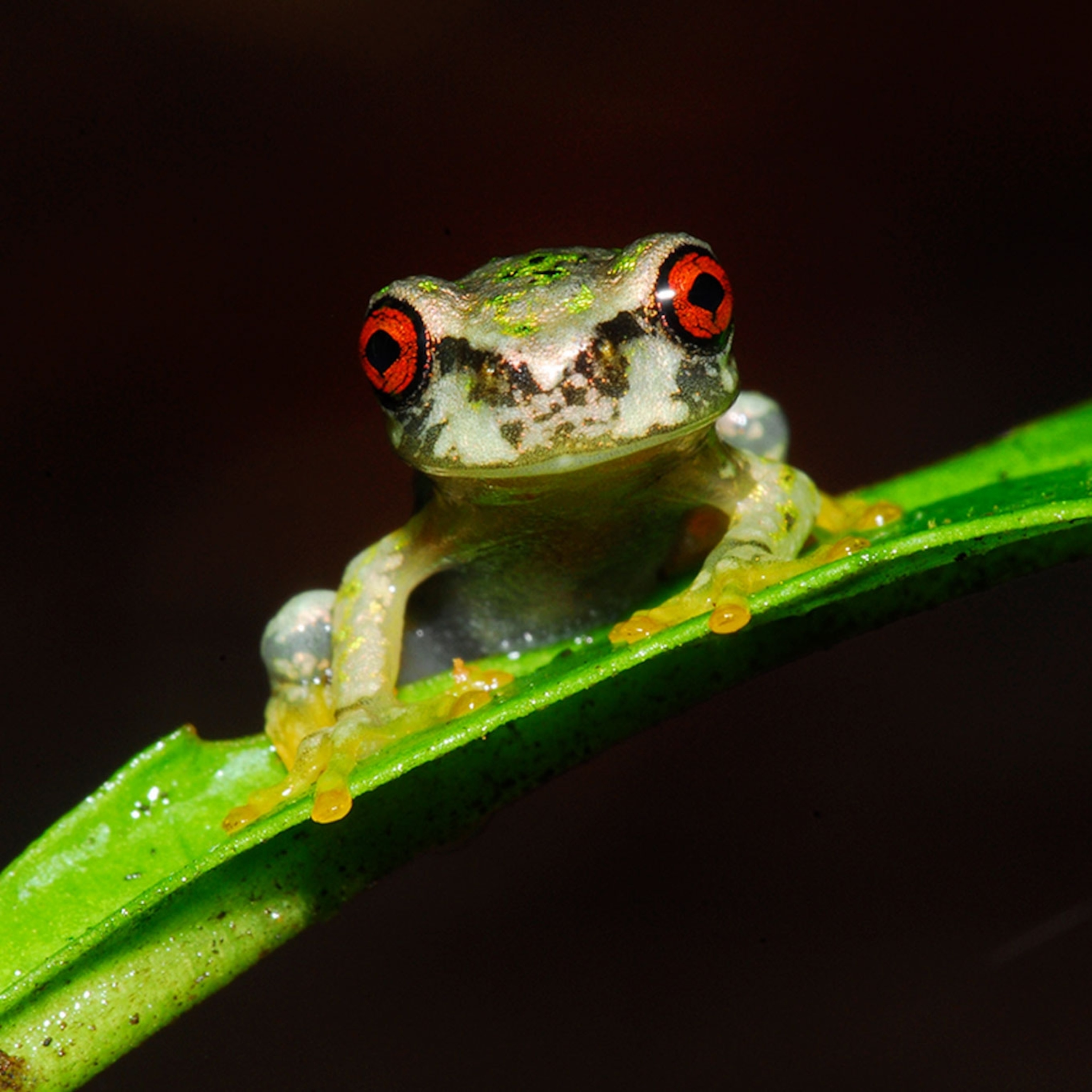 How to Rescue These Adorable Tree Frogs
