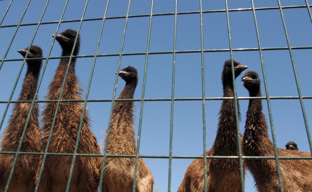 What Ever Happened To Emu The Next Red Meat