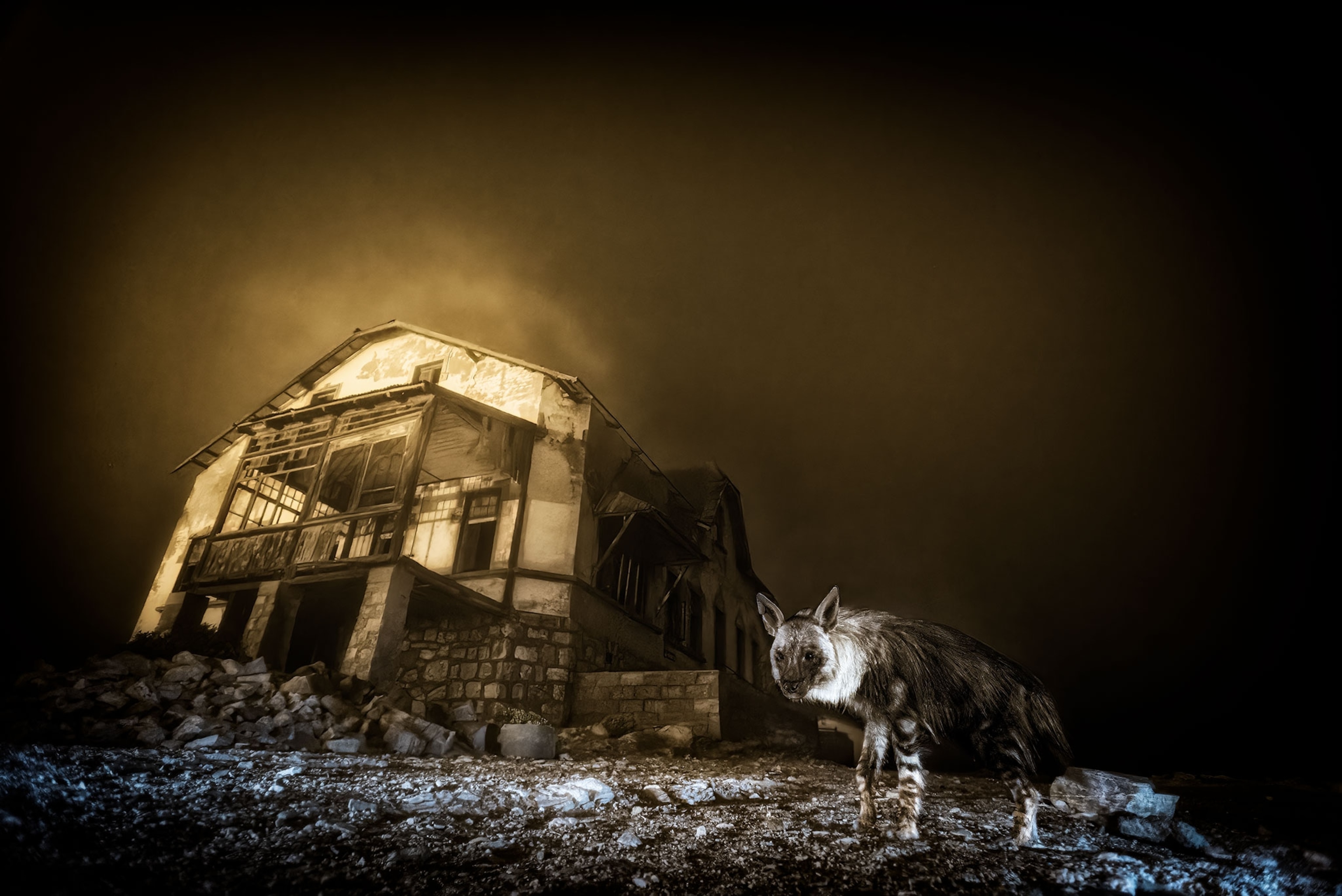 Warm and blue tones in an image the warm tones highlight a home in disrepair and cooler tones highlight a hyena.