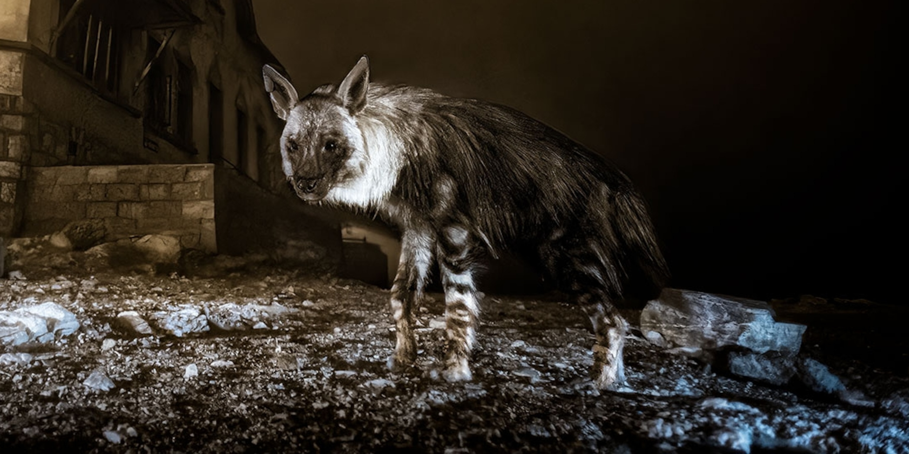 ナショナルジオグラフィックwedgeDAYS 楽天市場】【SALE】adidas Performance アディダス