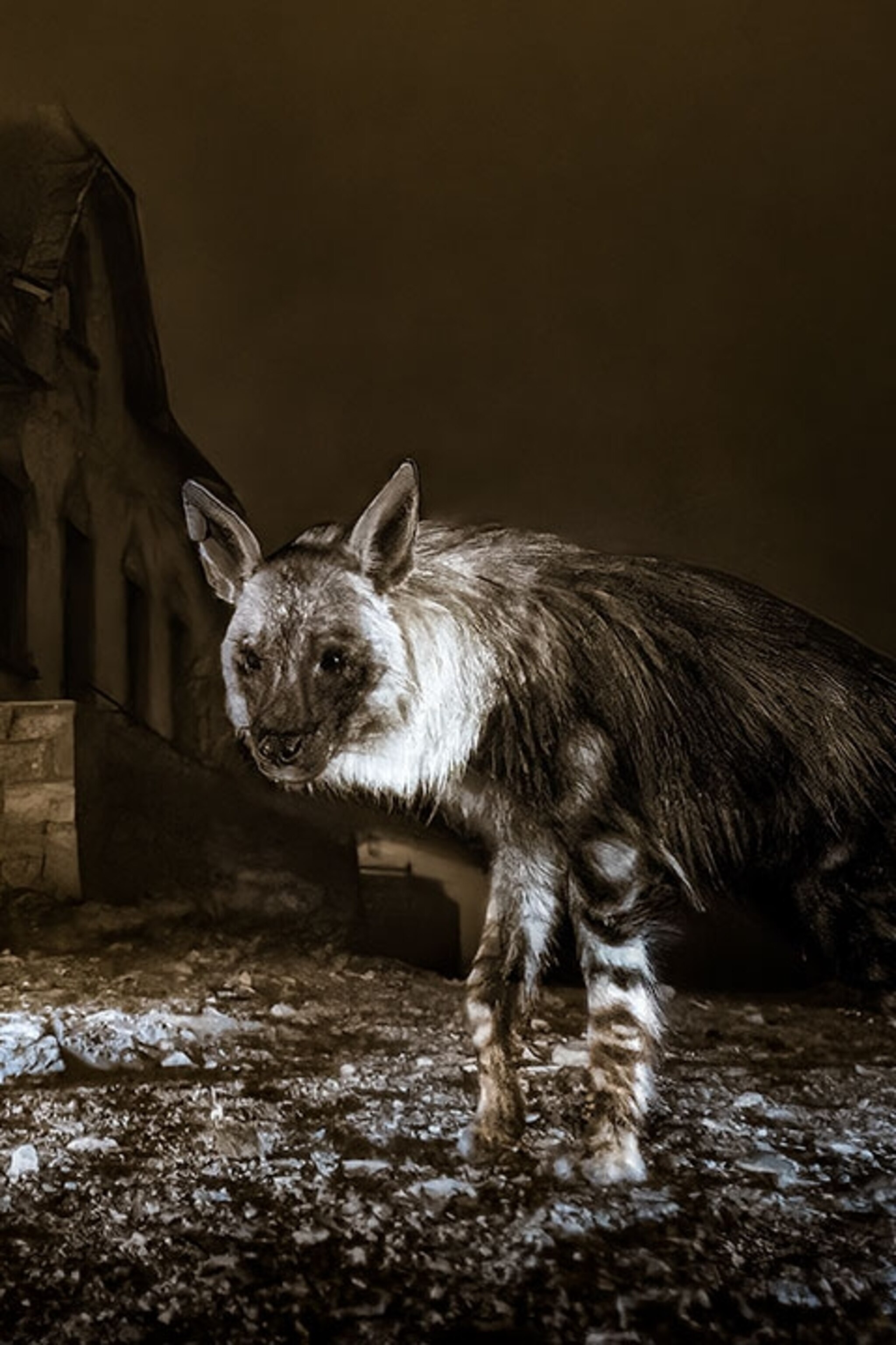 Why this ghostly hyena portrait is the best wildlife photo of 2025 |  National Geographic