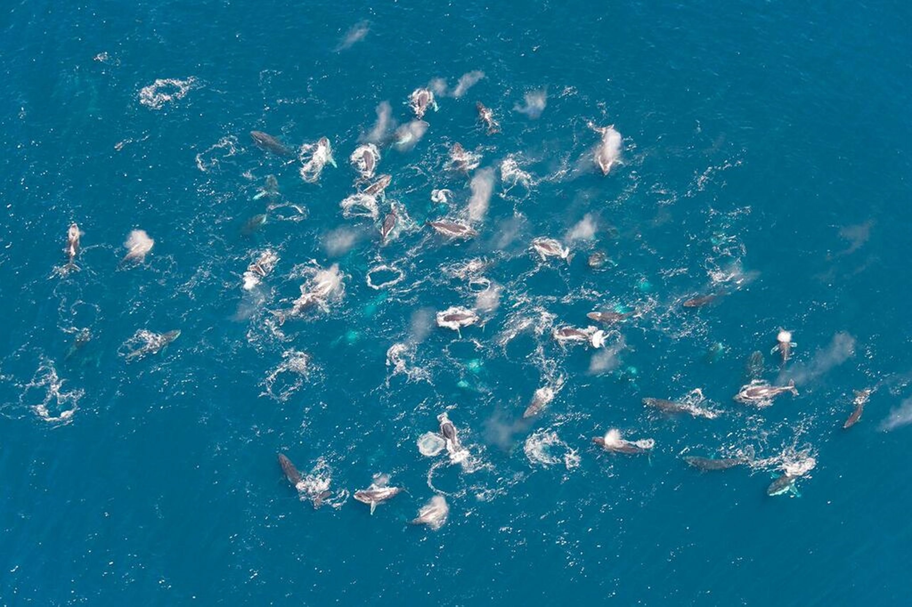 humpback whales