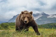How To See Katmai s Famous Brown Bears Up Close and Stay Safe How To See Katmai s Famous Brown Bears Up Close and Stay Safe