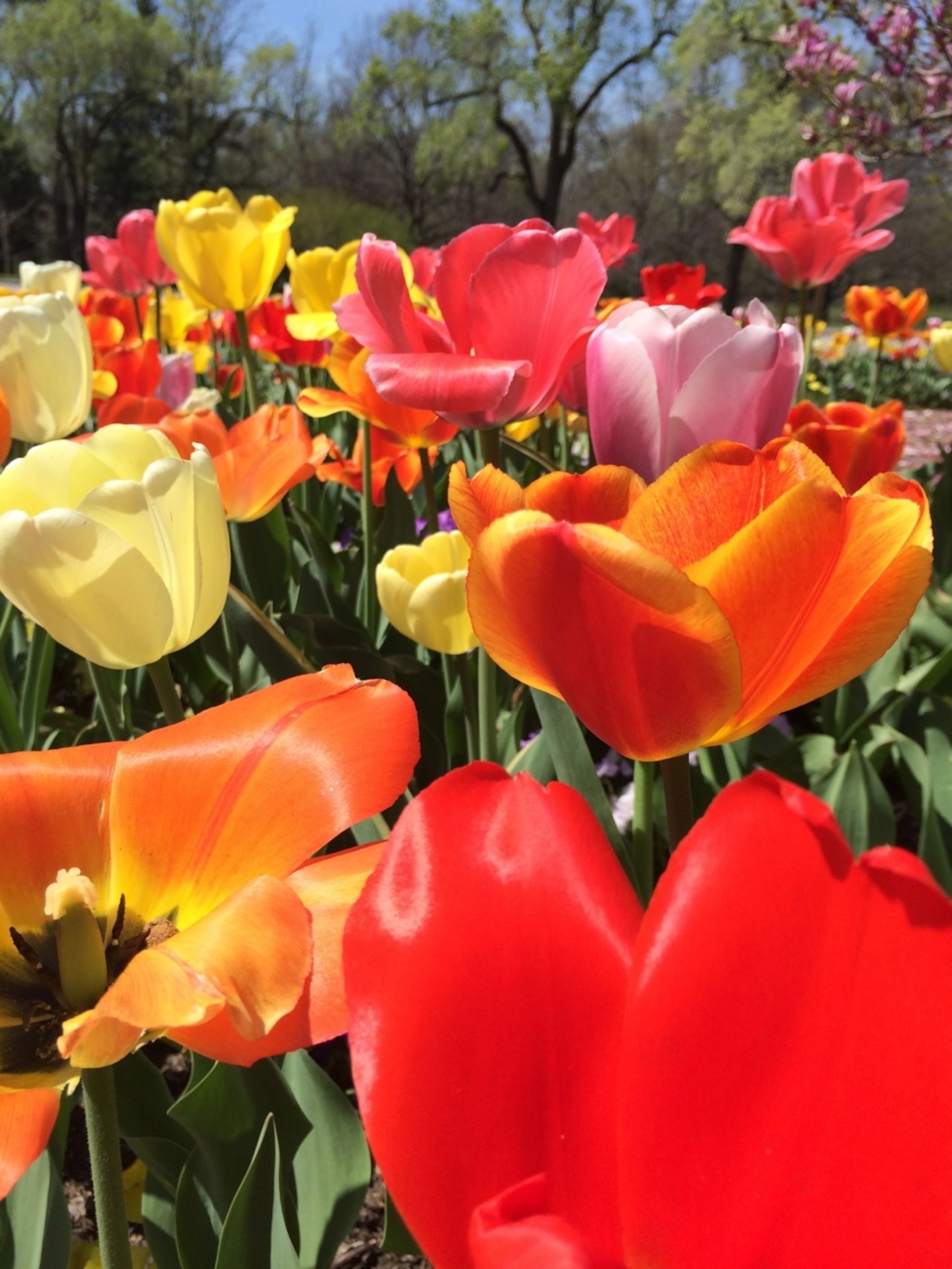 Colored tulips in Forest Park, just off Historic Route 66 in St. Louis, Missouri. (Photo by Andrew Evans, National Geographic Travel)
