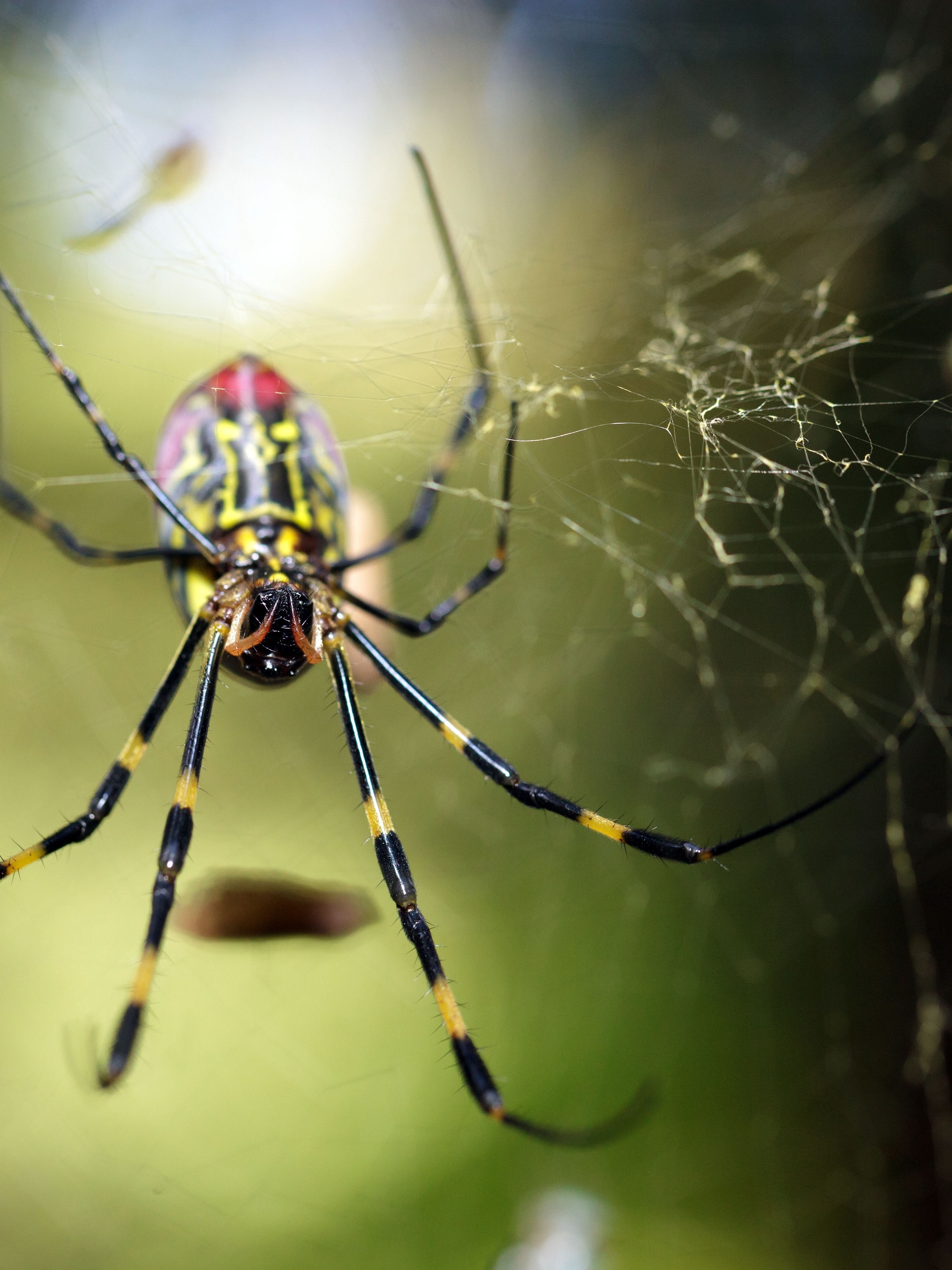 Asian &quot;Fortune-Teller&quot; Spider Found in U.S. for First Time