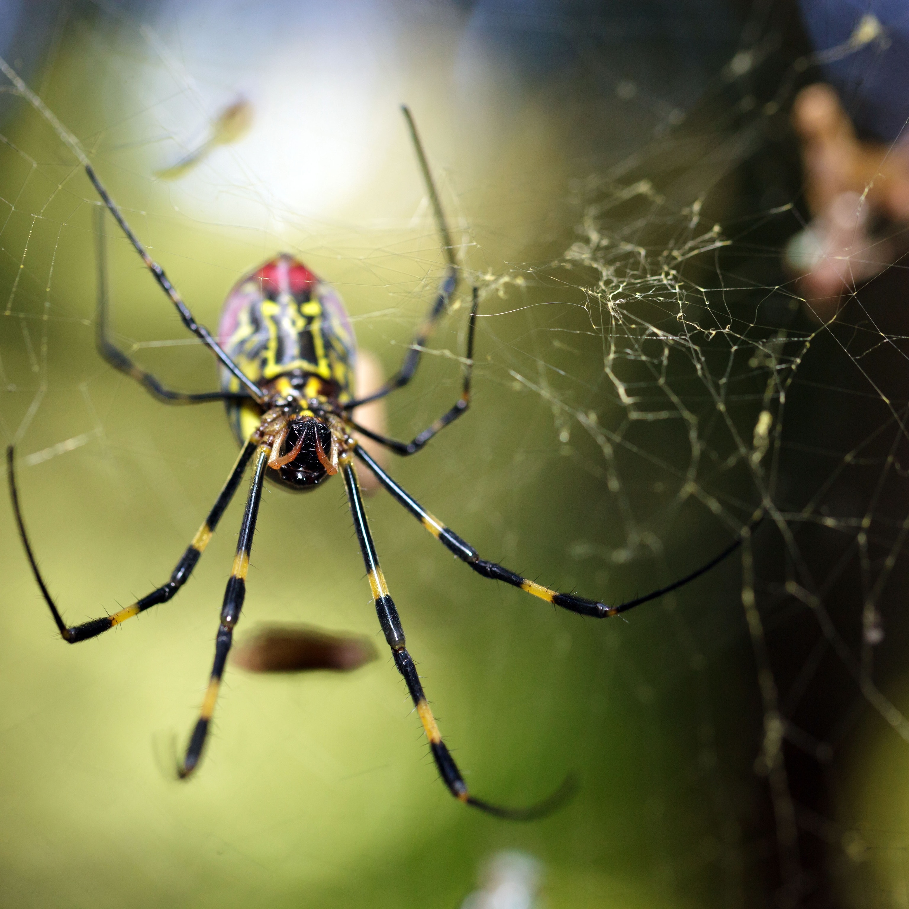 Black-legged Golden Silk Orb-web spider