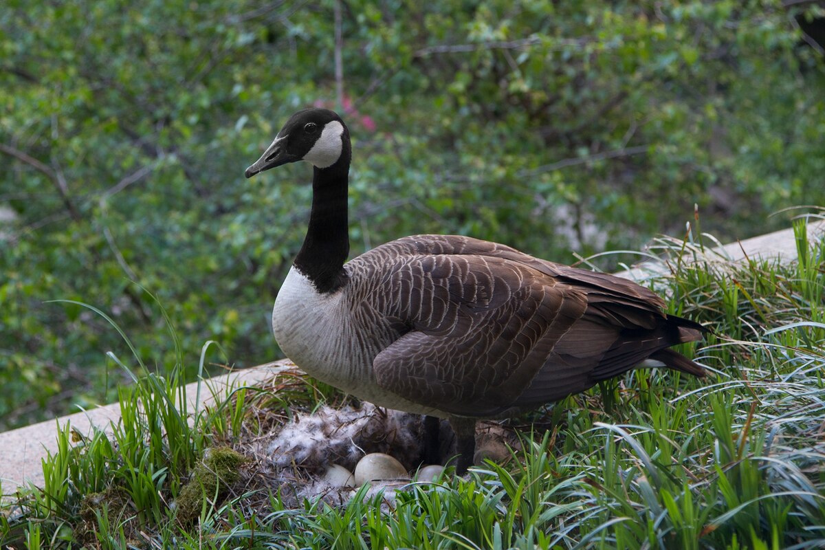 Watch live: A Canada goose is nesting at National Geographic headquarters