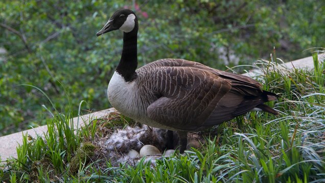 Watch Live: A Canada Goose Is Nesting At National Geographic Headquarters Watch Live: A Canada Goose Is Nesting At National Geographic Headquarters