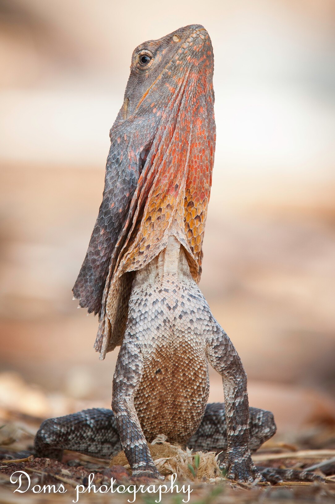 Frilled Lizard | National Geographic | National Geographic, image size:1084x1629