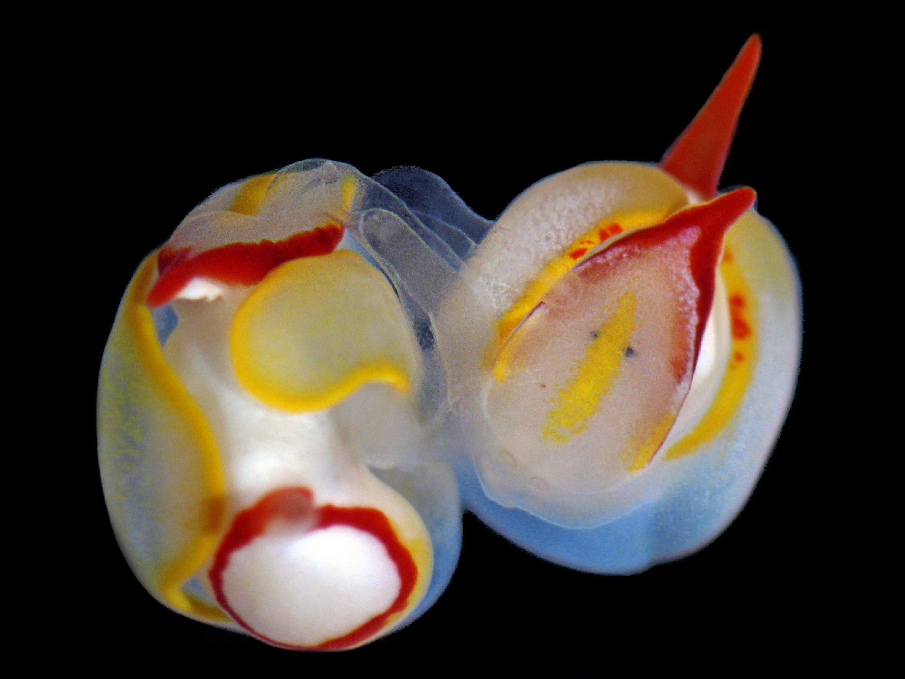 2 sea slugs.