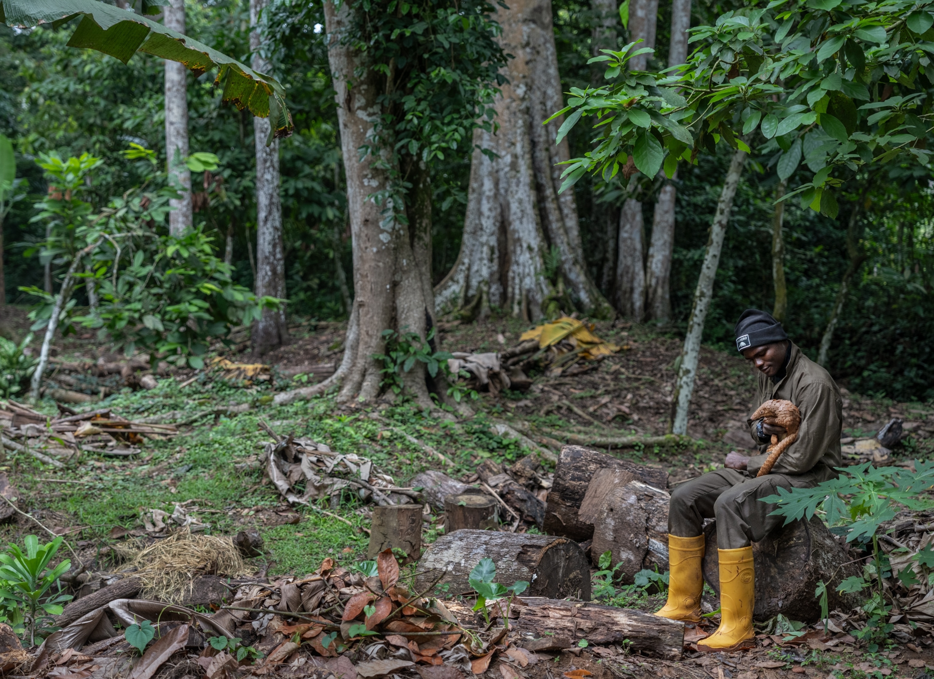 A man wearing a green jumpsuit and yellow rubber boots sits on a log and holds a pangolin in his lap. A large forest can is seen next to him and in the background.