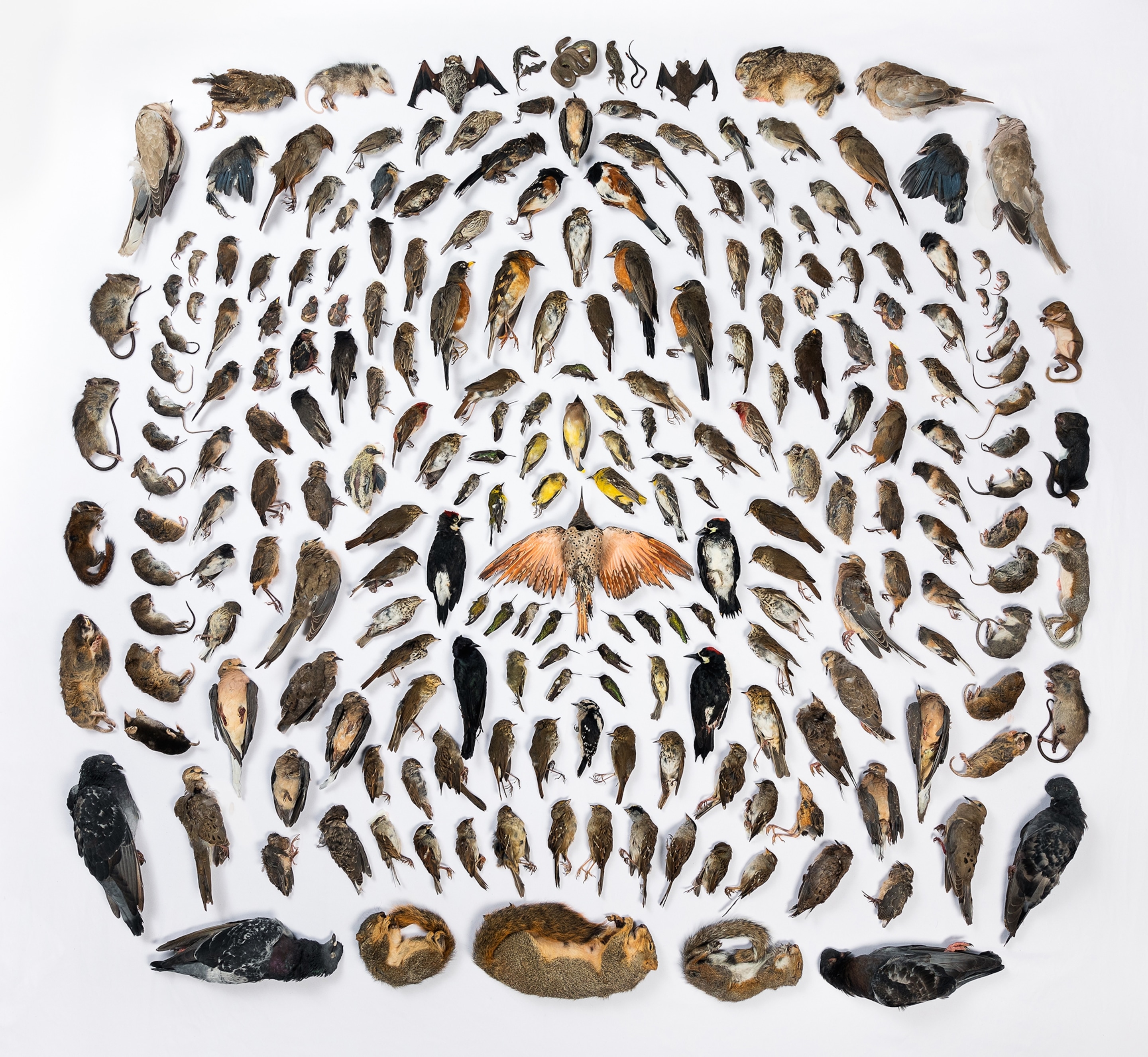 Collection of birds and animals killed by domestic cats.