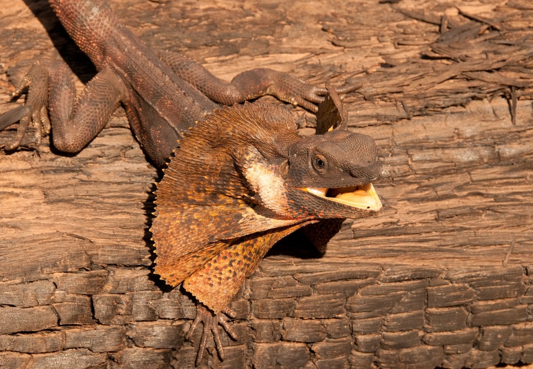 Frilled Lizard | National Geographic | National Geographic, image size:1082x750