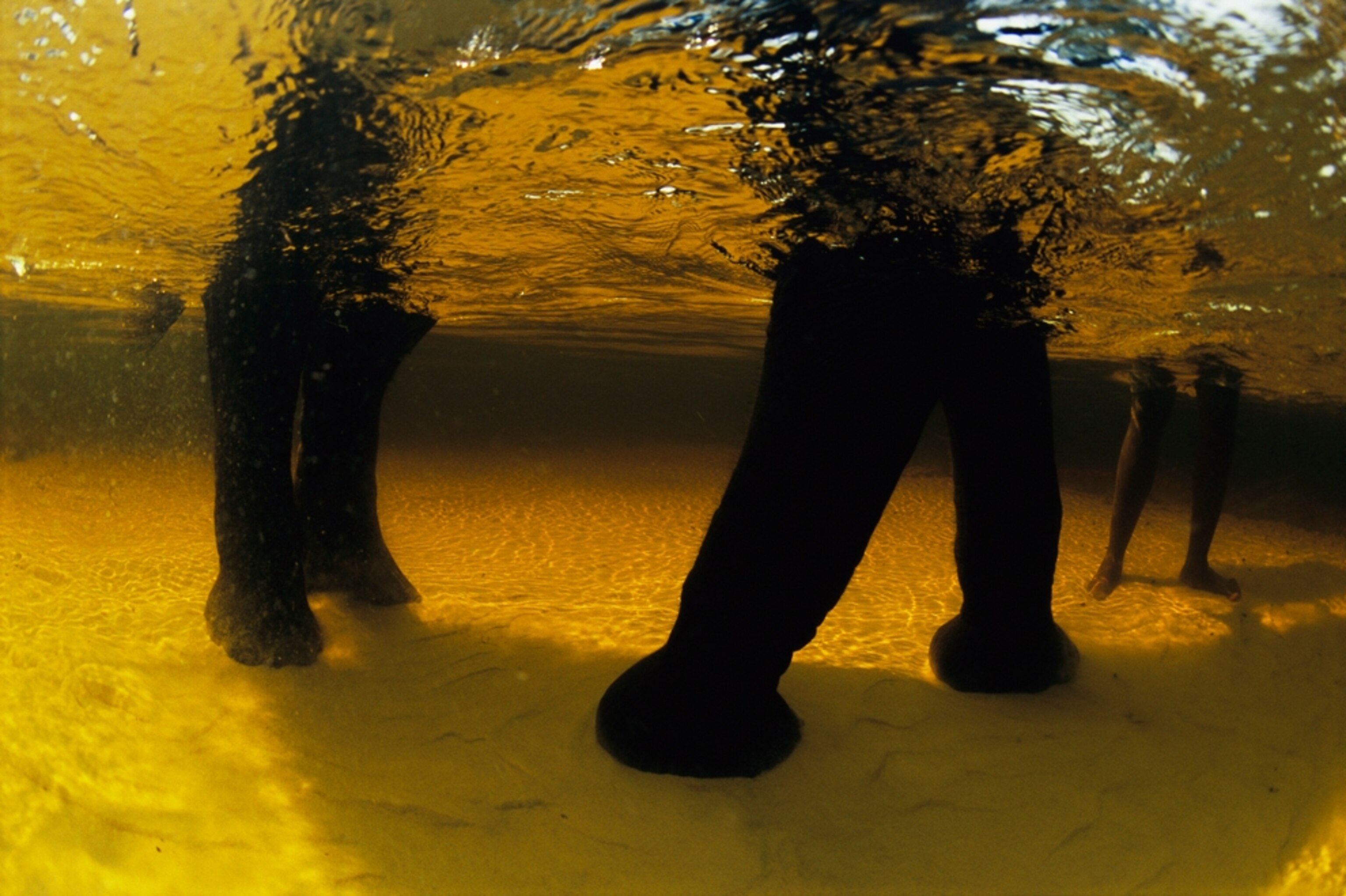 an elephant’s legs underwater