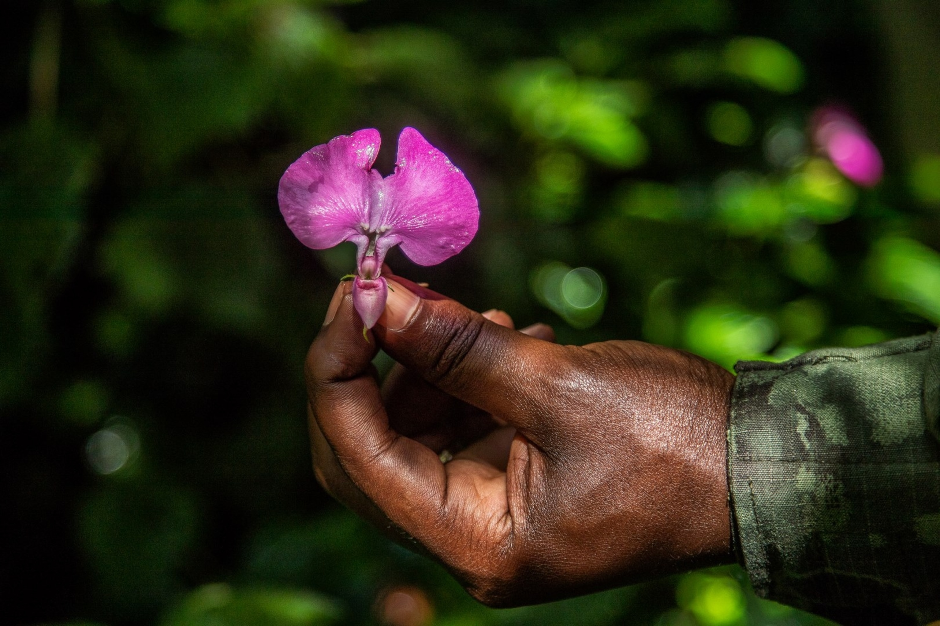 Vibrant colourful Flowers in Nyungwe National Park