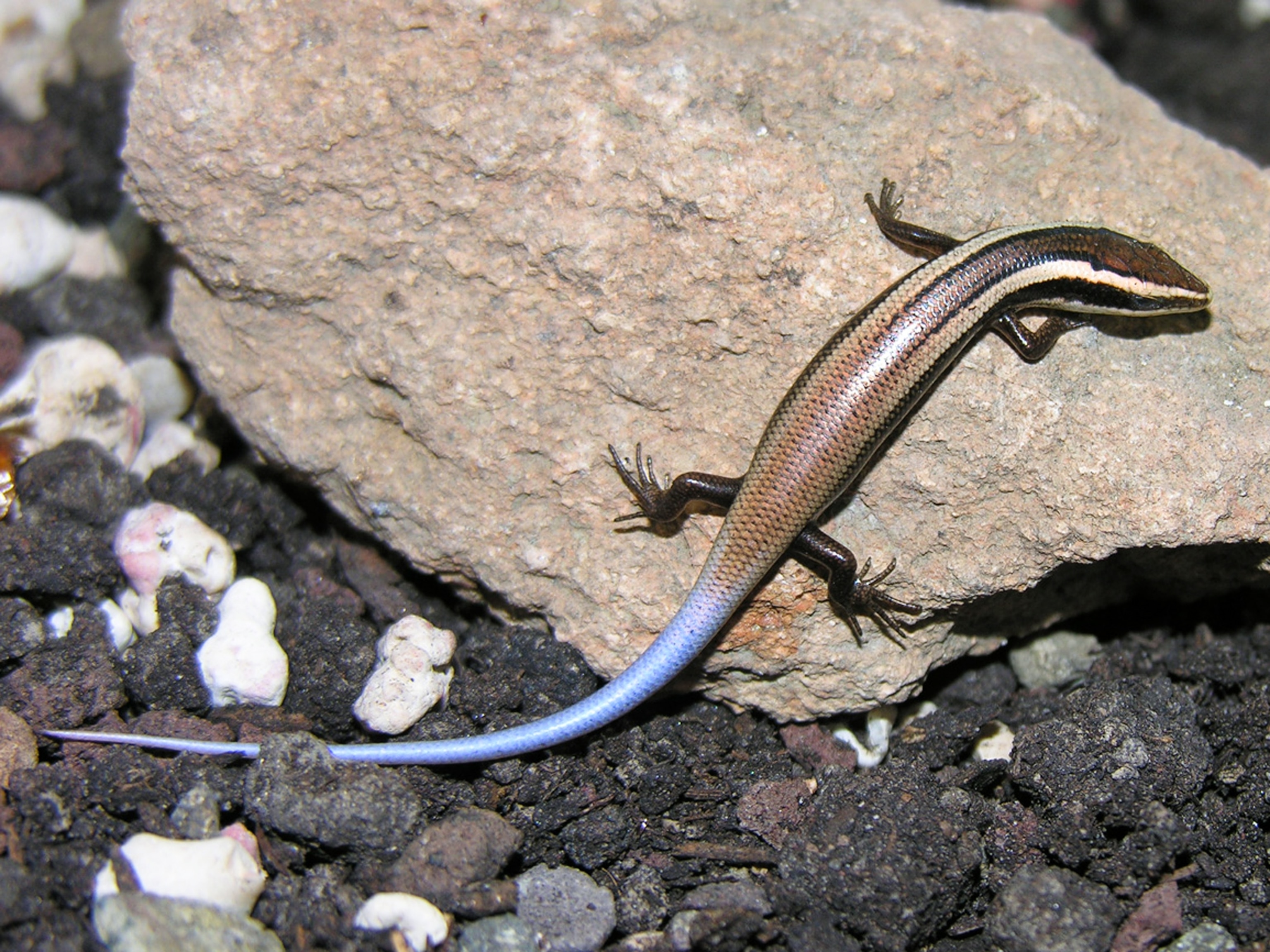 Anguilla bank skink picture: 1 of 39 new skink species found in the Caribbean