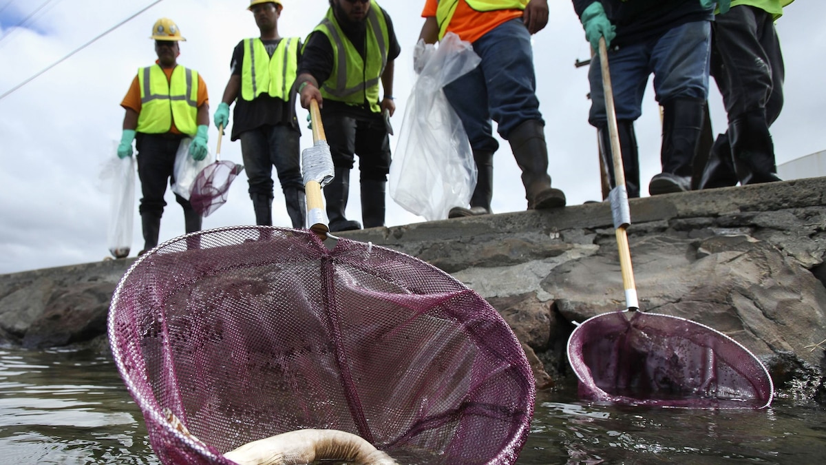 Hawaii Molasses Spill Better or Worse Than Oil?