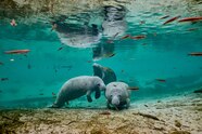 There Have Never Been More Manatees In Florida Than There Are Now 