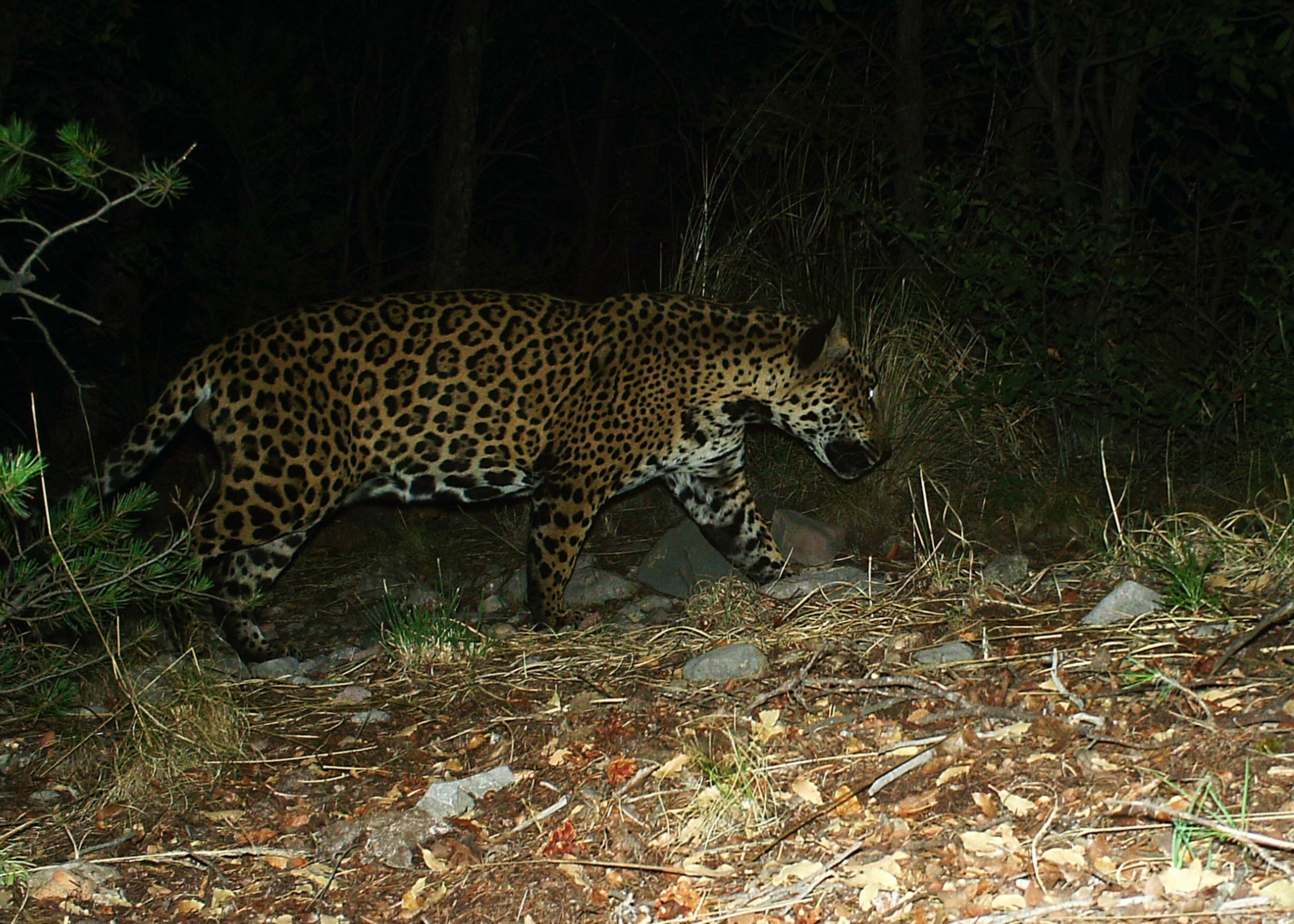 A jaguar with a striking spotted coat prowls through a dimly lit forest.