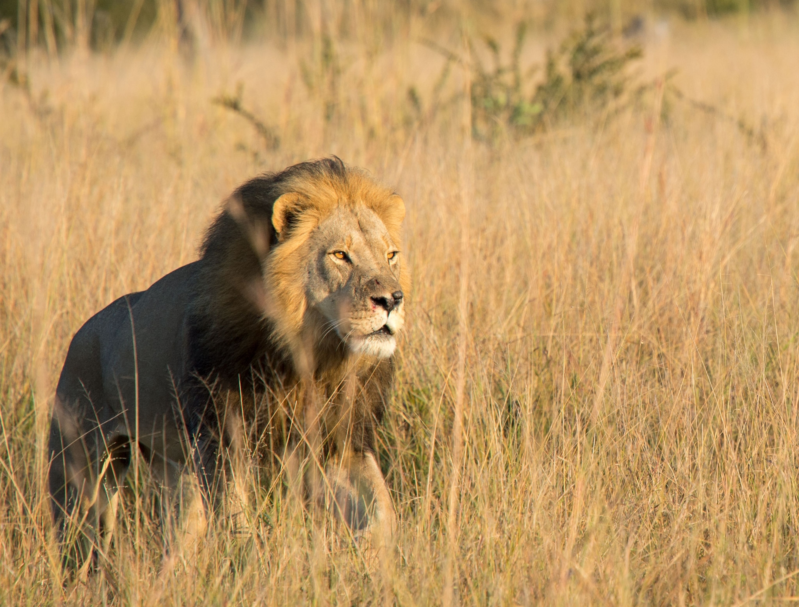 a lion in Hwange National Park