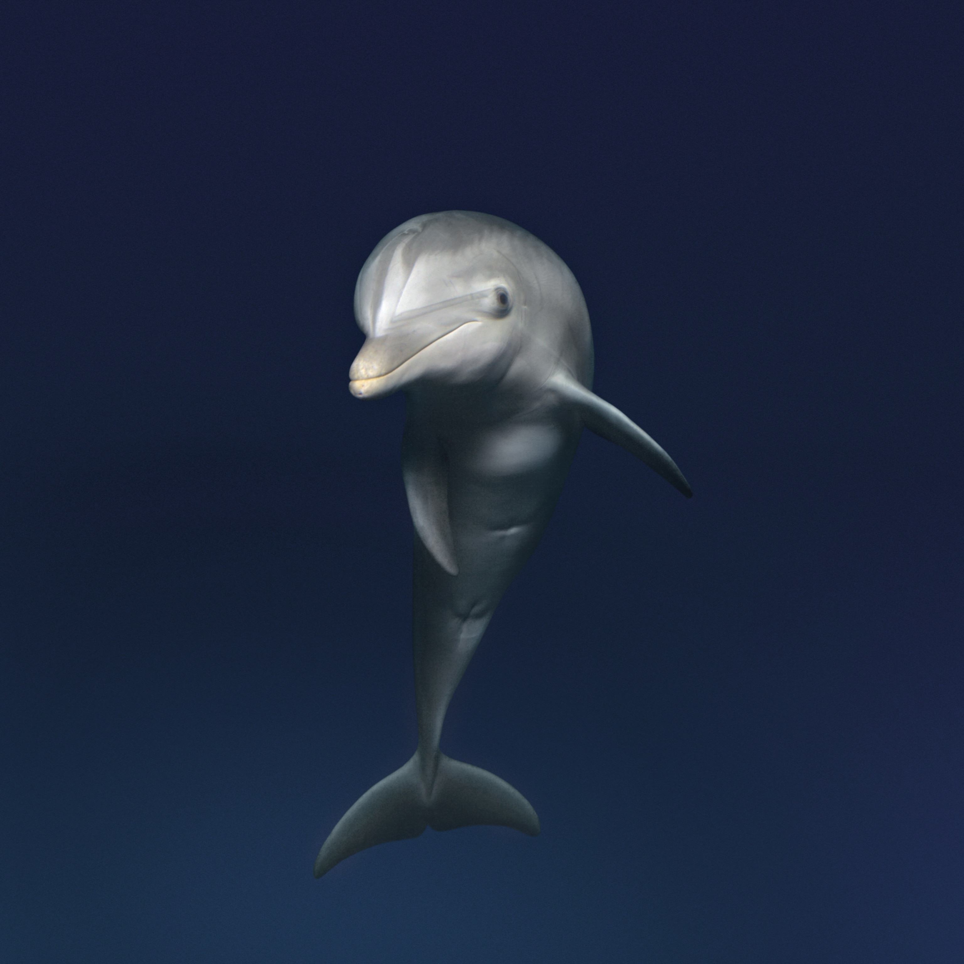 a bottlenose dolphin looking toward the camera