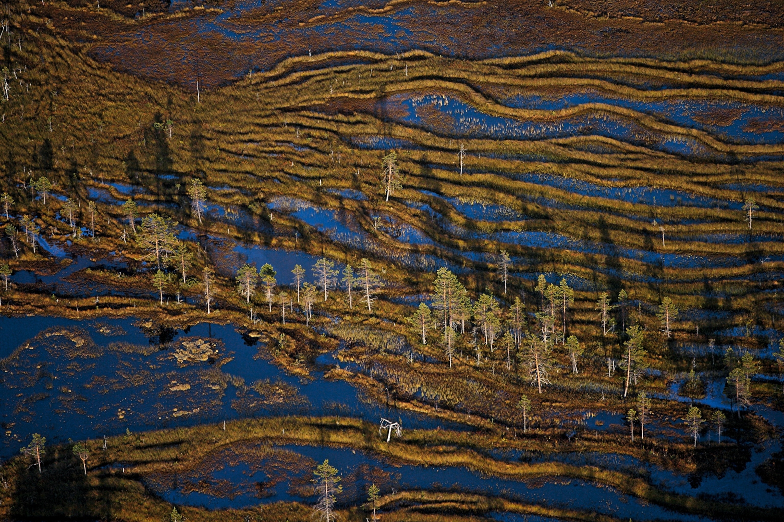 long ridges furrowing the face of an aapa mire in Oulanka