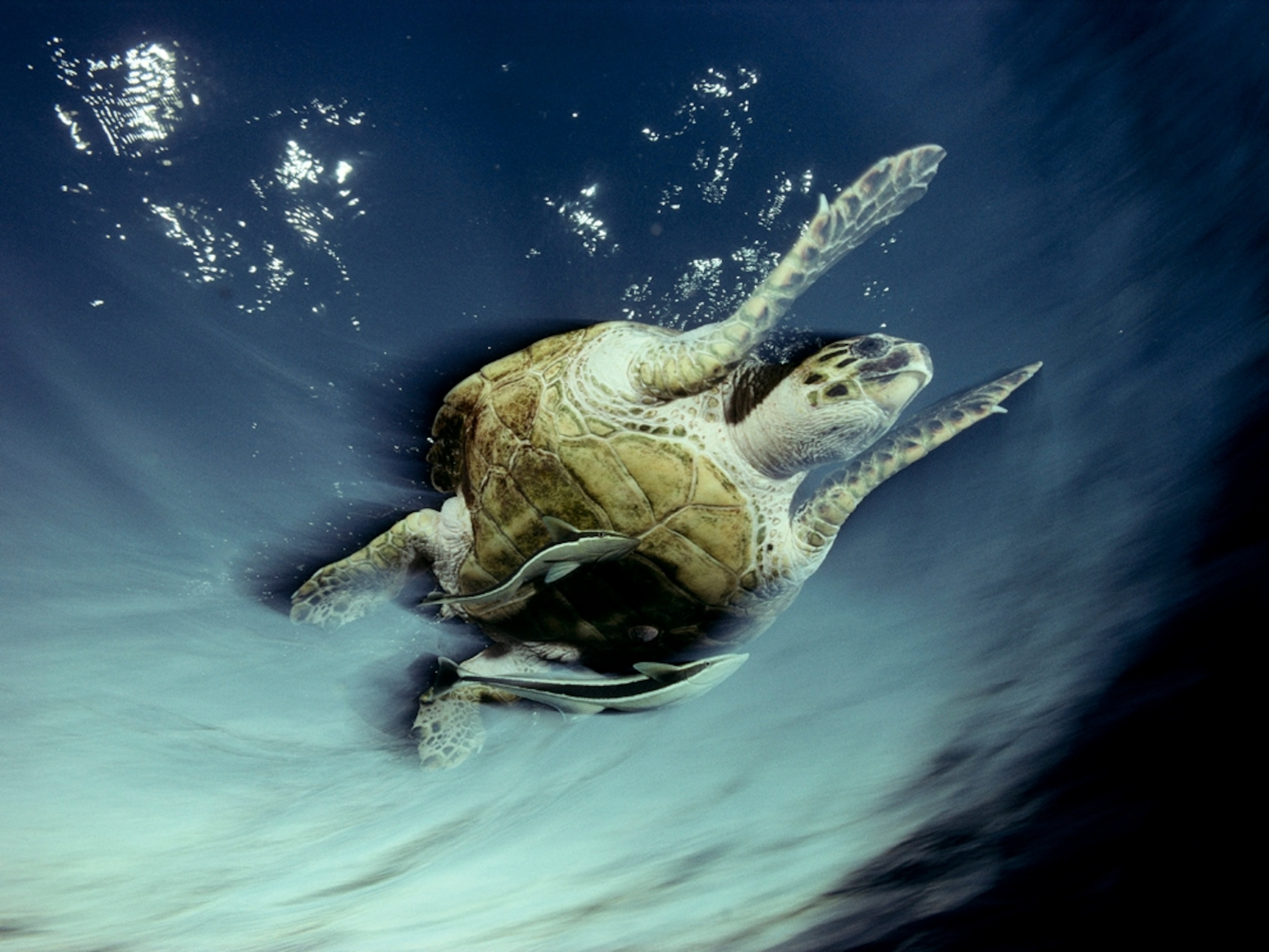 A hawksbill turtle and fish swimming