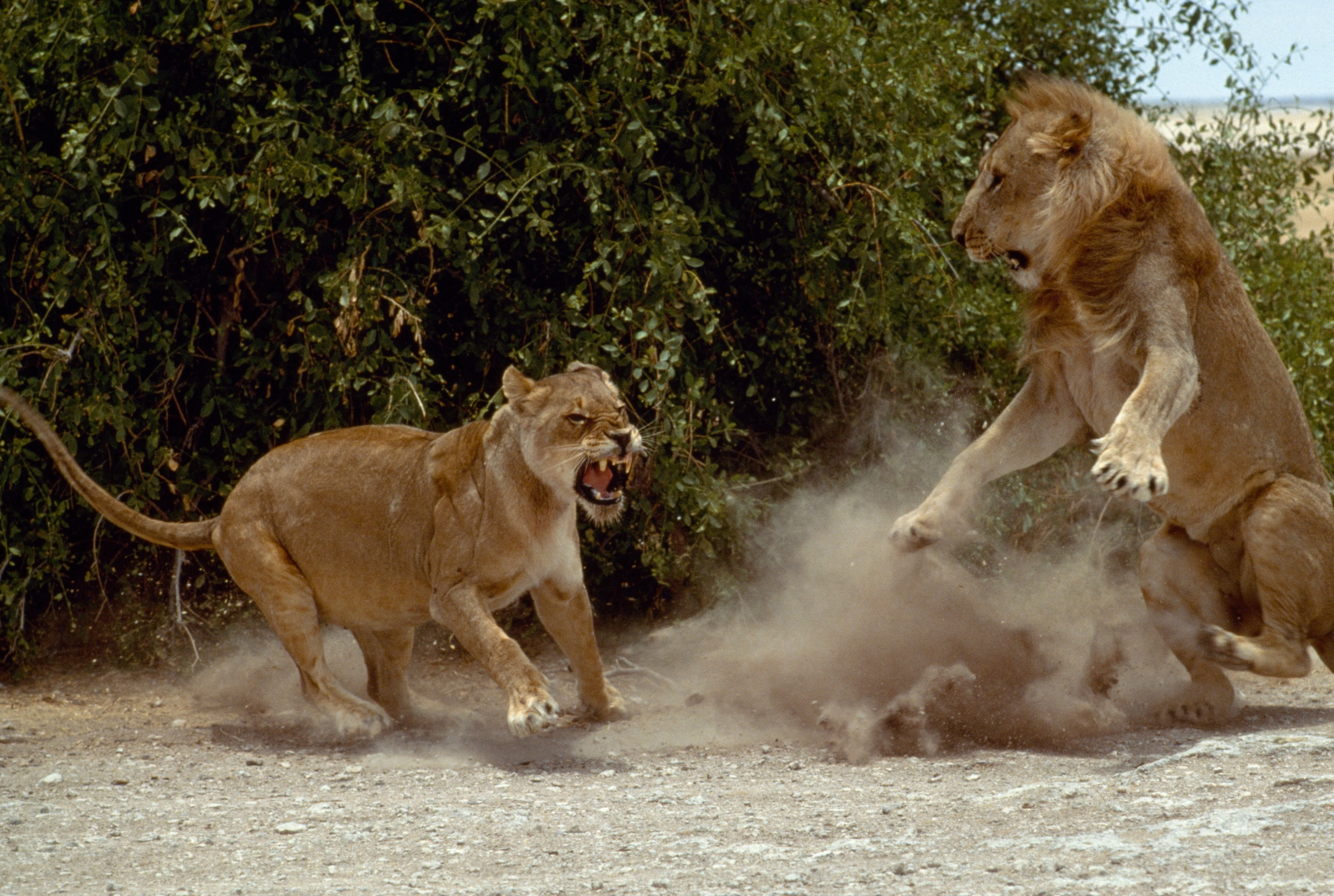 A iioness crouches on the ground as a lion springs in surprise.