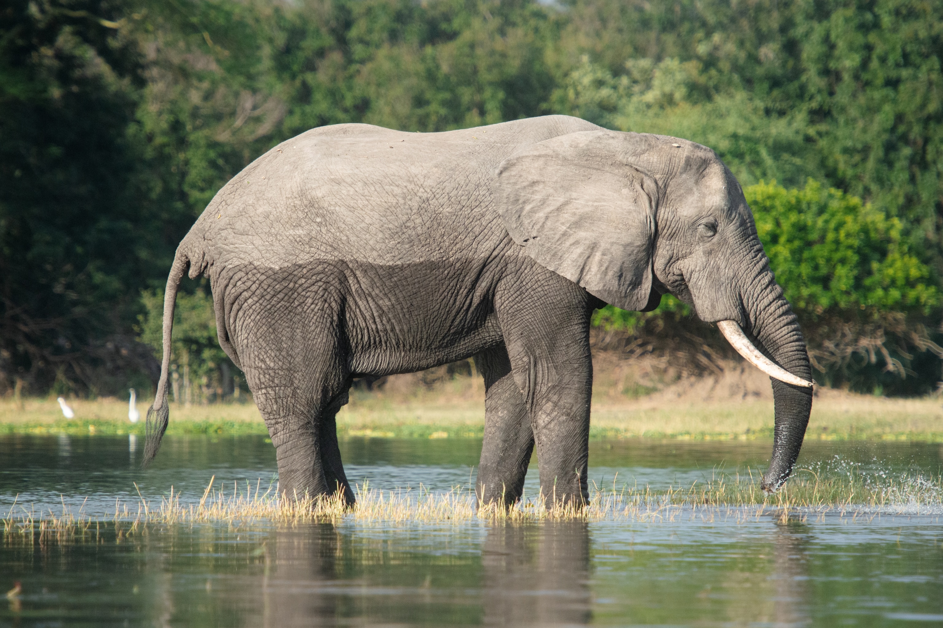 Elephant in a river