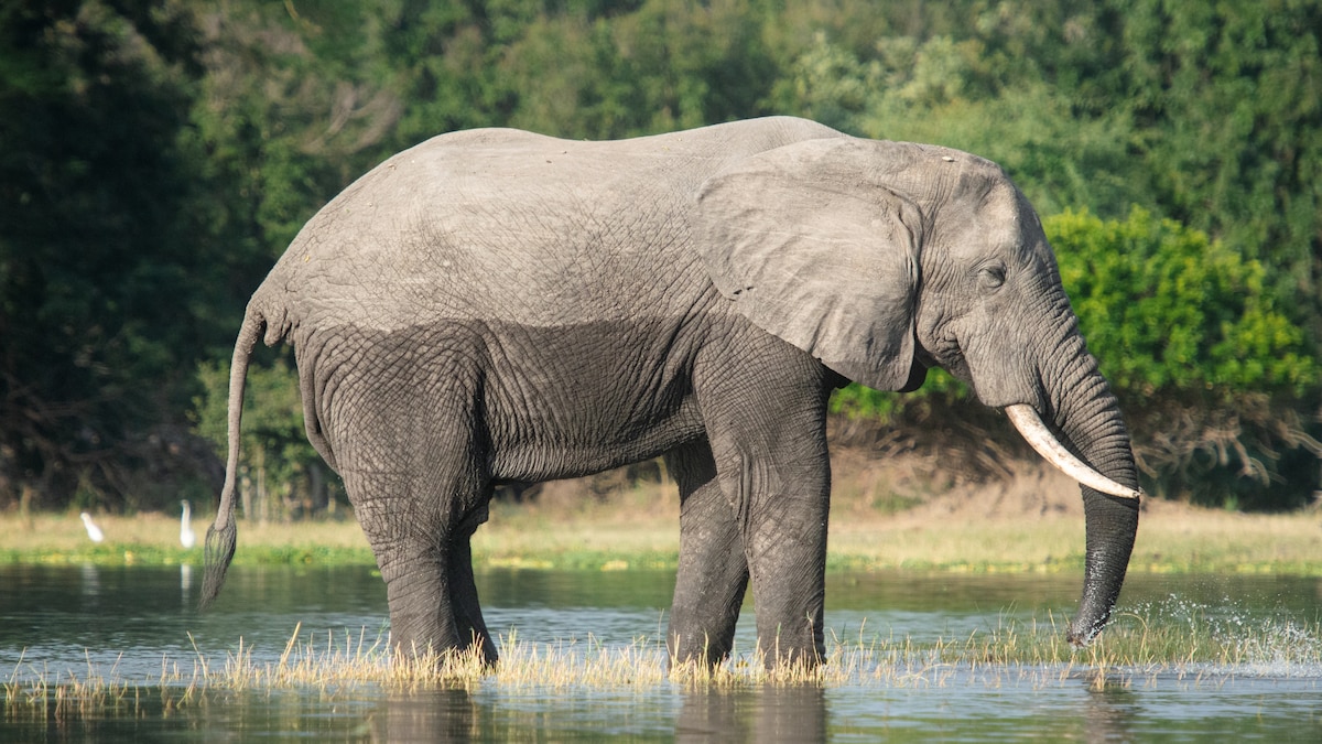 How Malawi is winning the fight for conservation