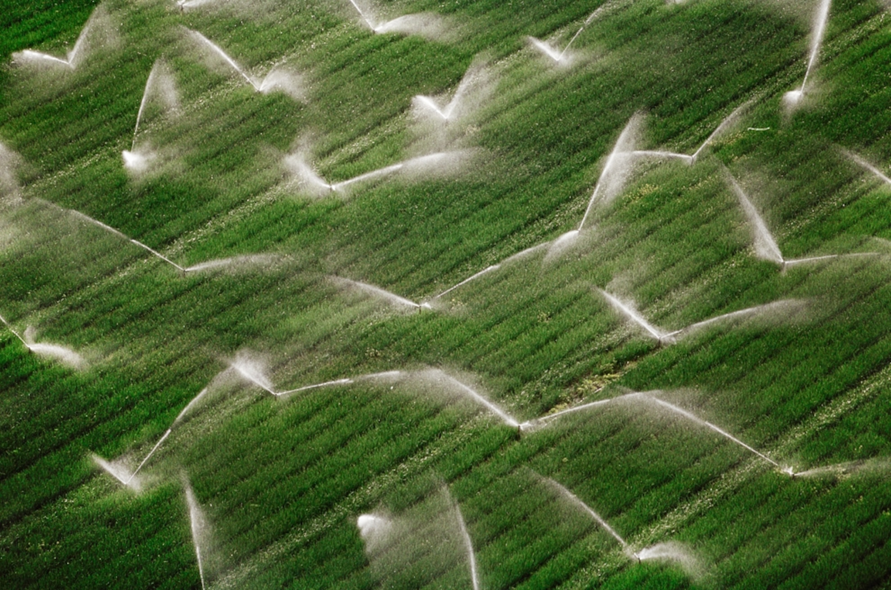 Sprinklers irrigating crops outside Cape Town.
